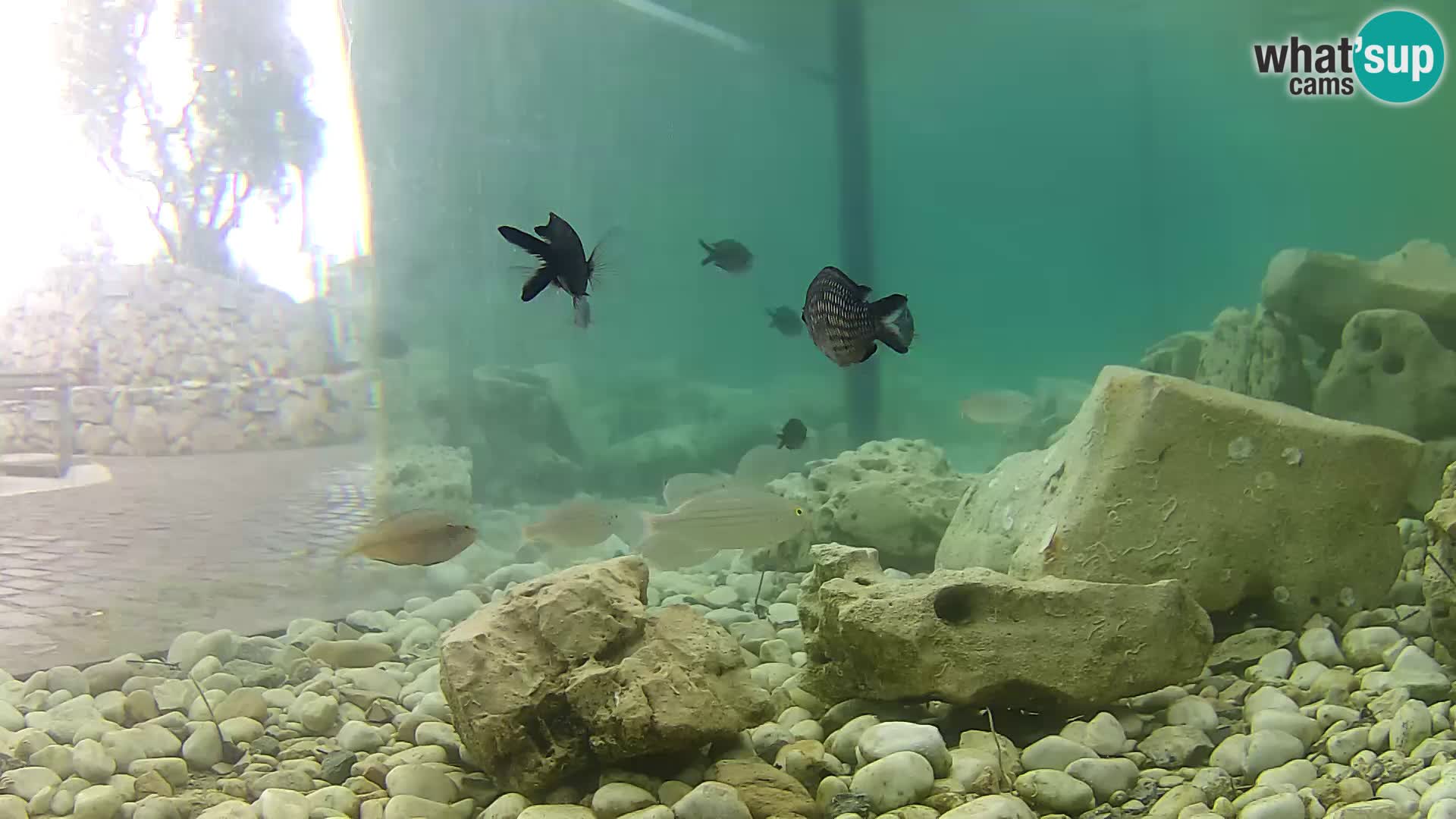 Webcam de l’aquarium marin extérieur de Rogoznica Croatie