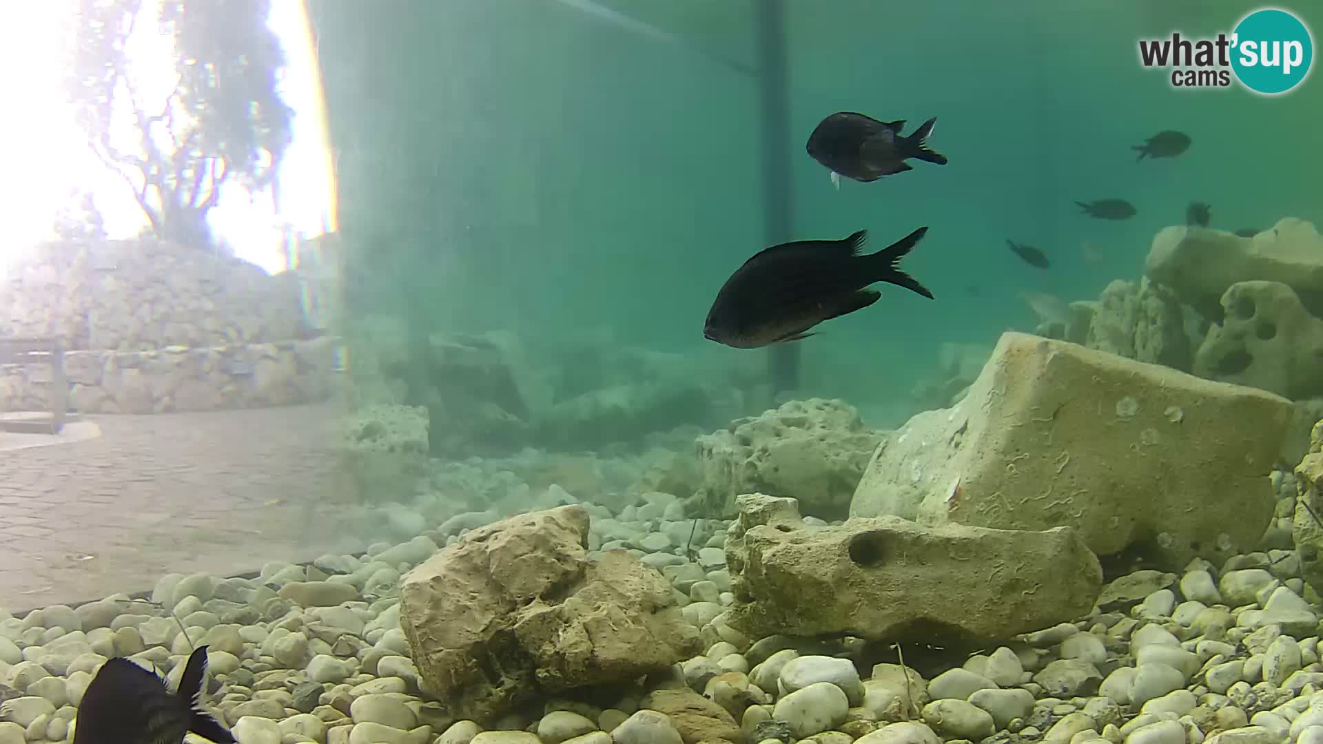 Zunanji morski akvarij Rogoznica spletna kamera Hrvaška
