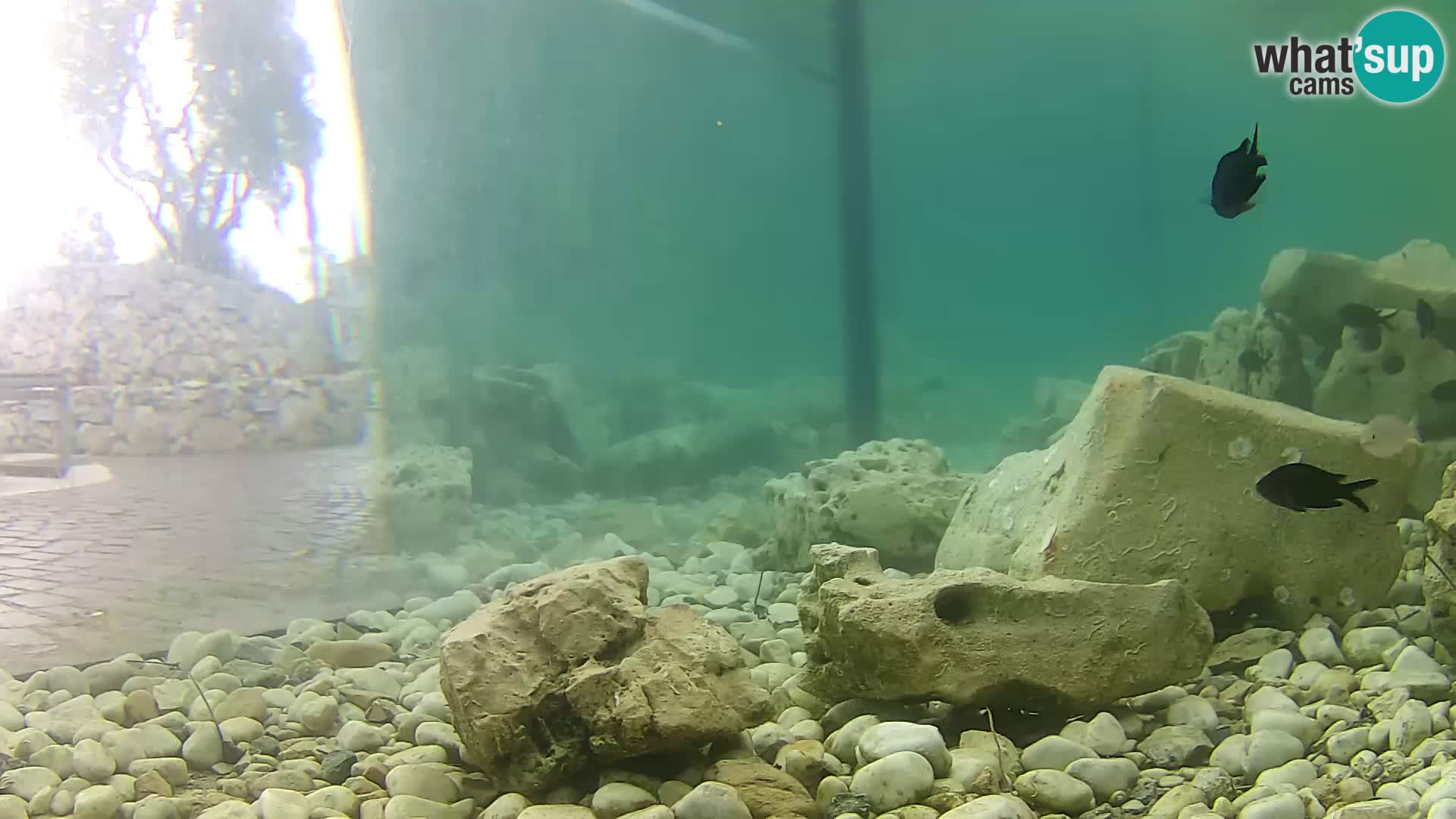 Acuario marino al aire libre Rogoznica webcam Croacia