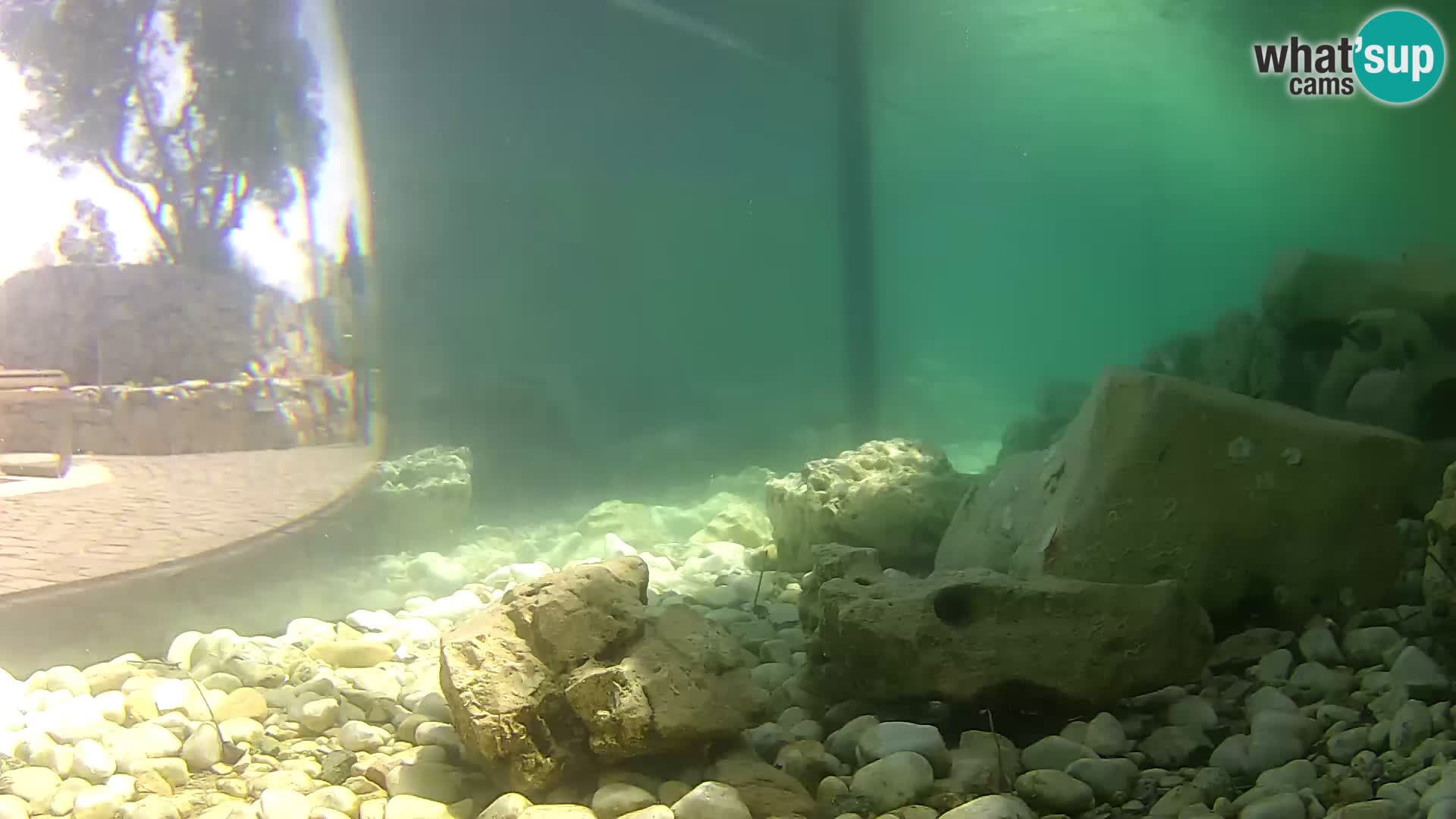 Acuario marino al aire libre Rogoznica webcam Croacia