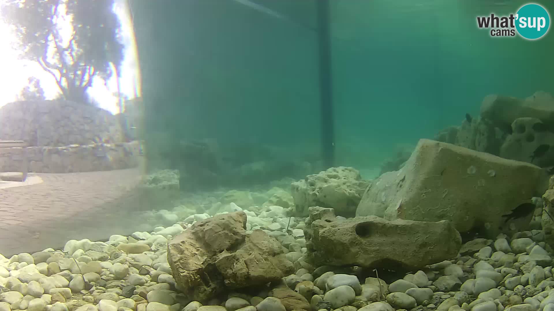 Acuario marino al aire libre Rogoznica webcam Croacia