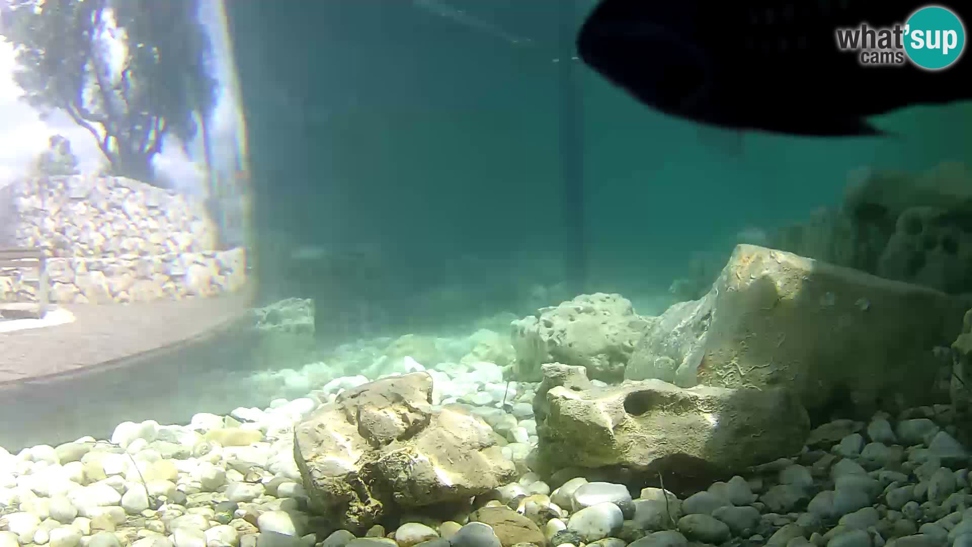 Webcam de l’aquarium marin extérieur de Rogoznica Croatie