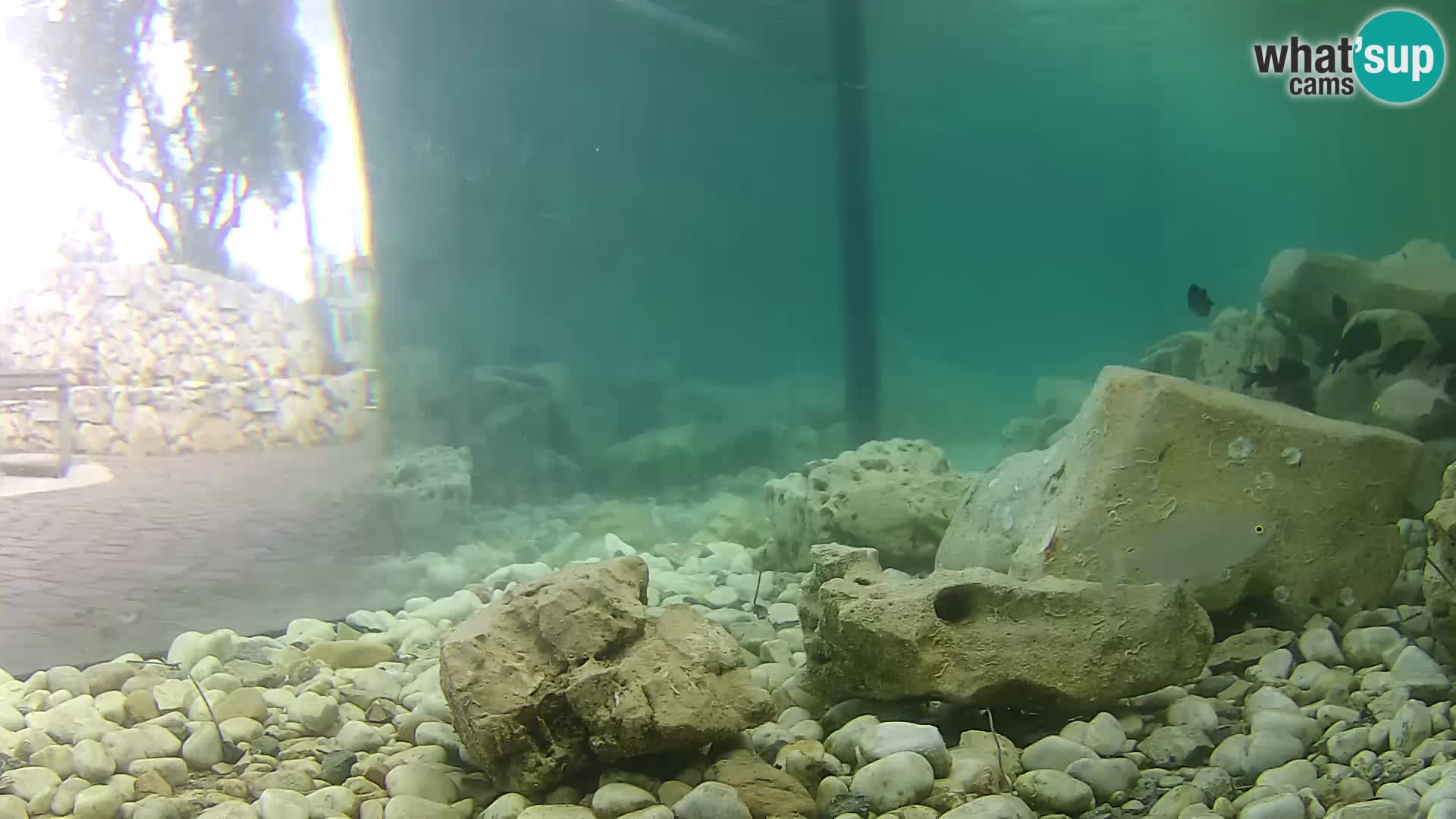 Aquario marino esterno –  Rogoznica livecam Croazia