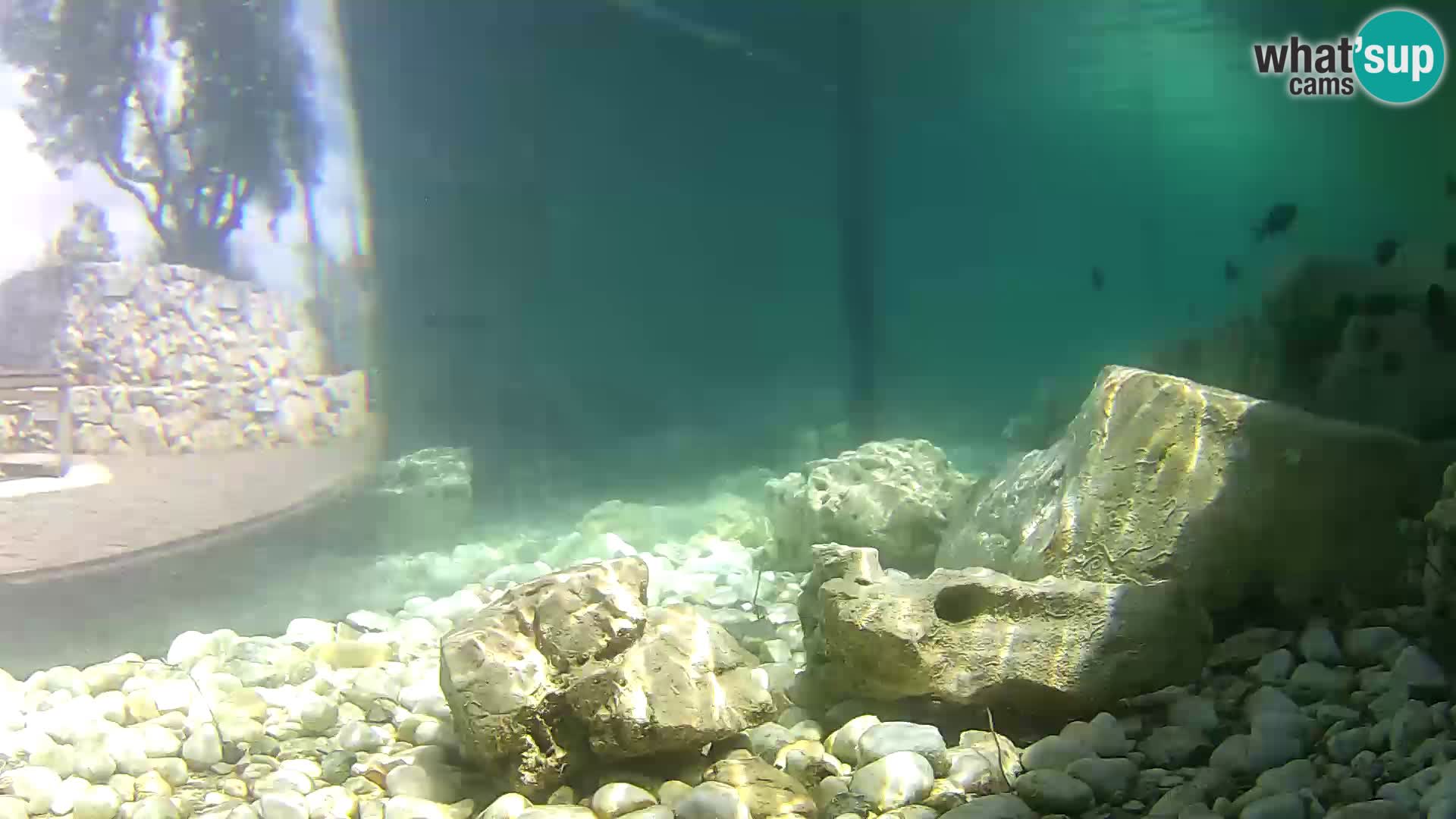 Webcam de l’aquarium marin extérieur de Rogoznica Croatie