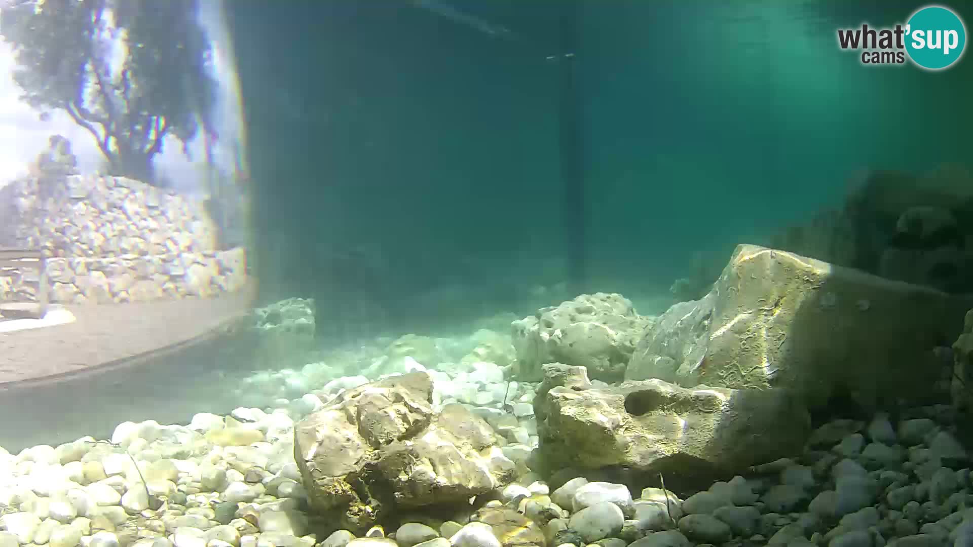 Acuario marino al aire libre Rogoznica webcam Croacia
