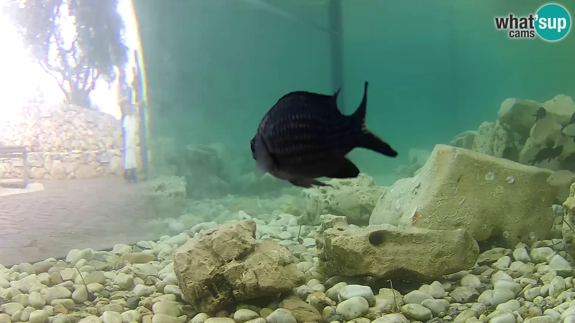 Webcam de l’aquarium marin extérieur de Rogoznica Croatie