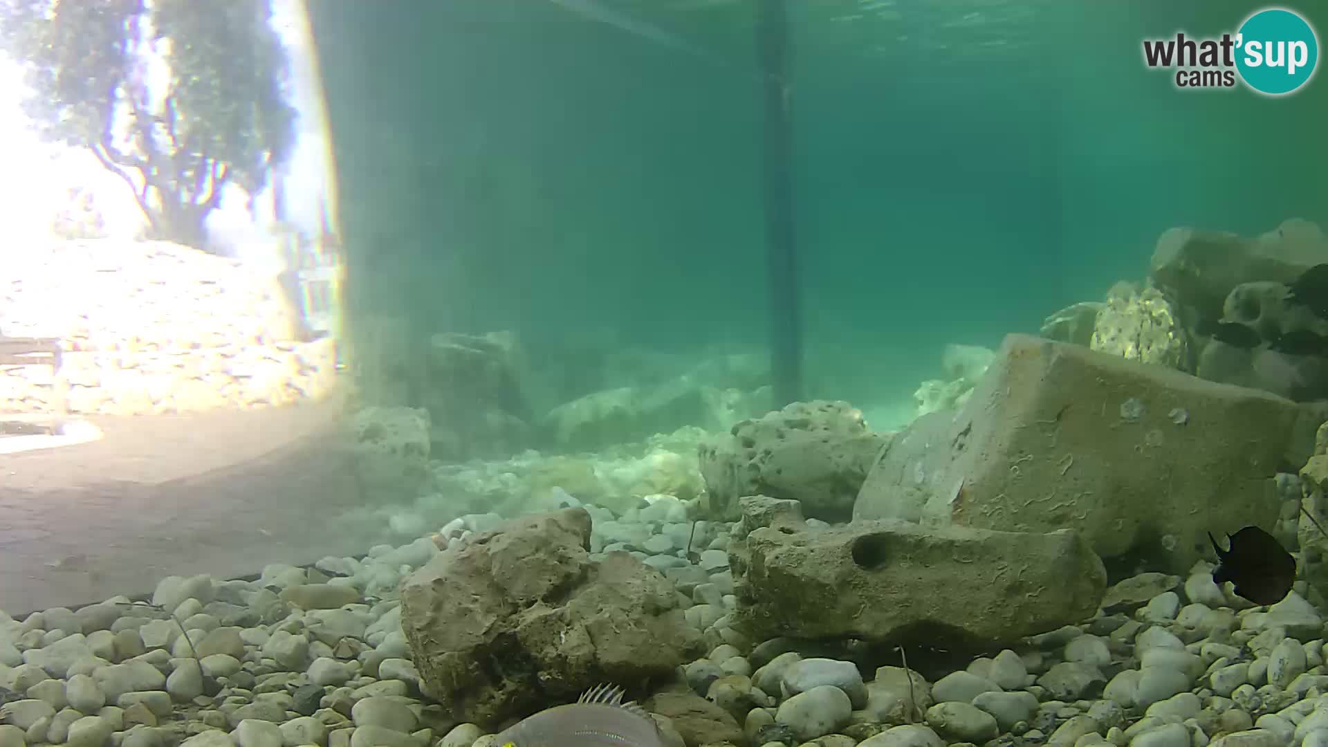Acuario marino al aire libre Rogoznica webcam Croacia
