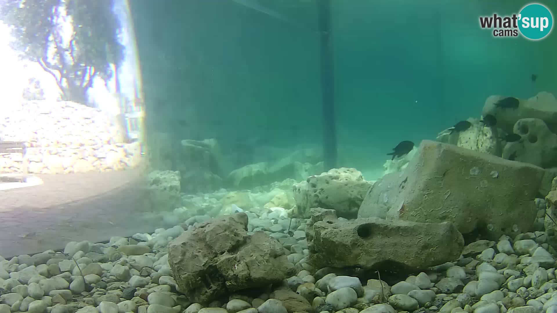 Marine Aquarium im Freien Rogoznica webcam Kroatien