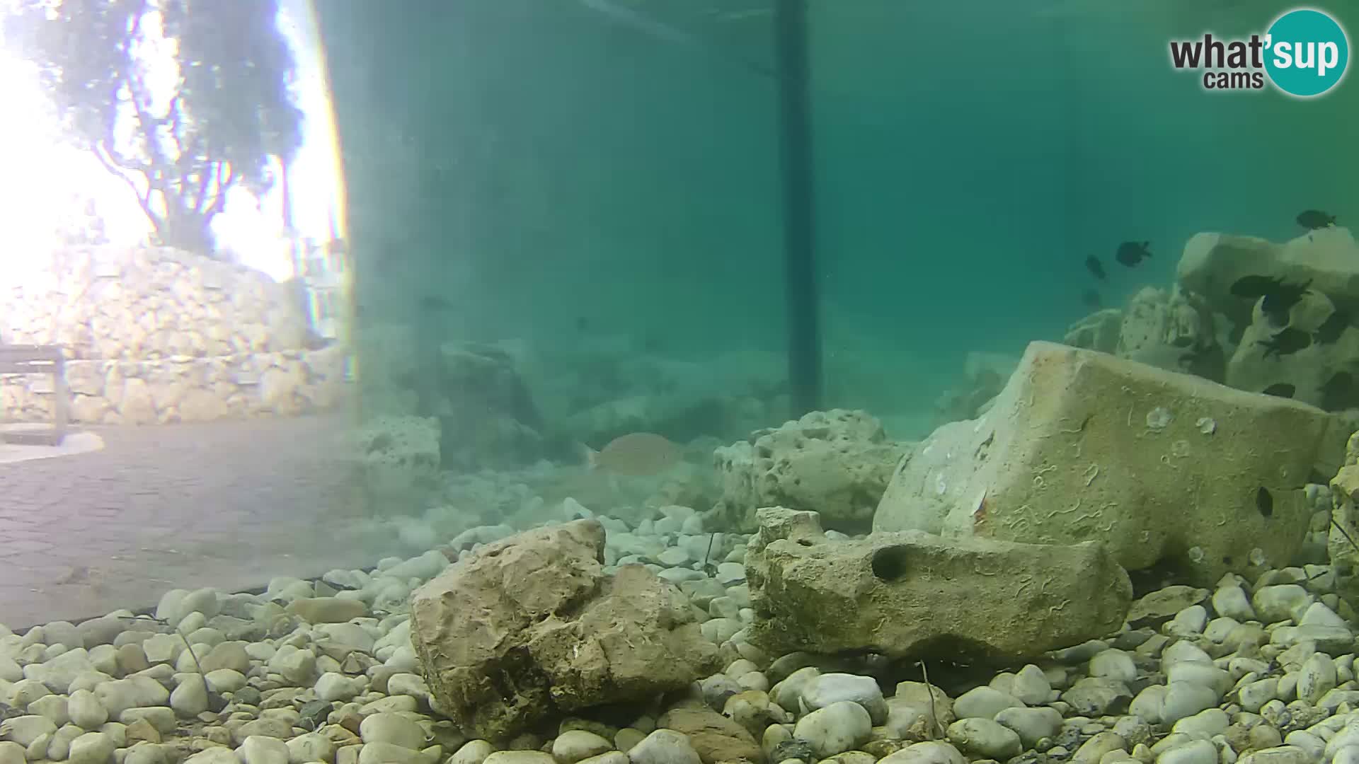Outdoor Marine Aquarium Rogoznica webcam Croatia