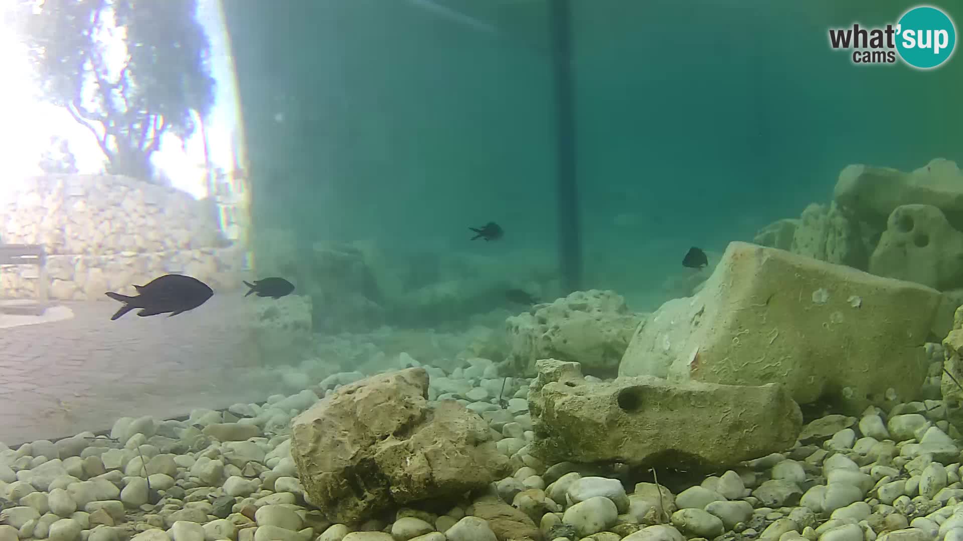 Outdoor Marine Aquarium Rogoznica webcam Croatia