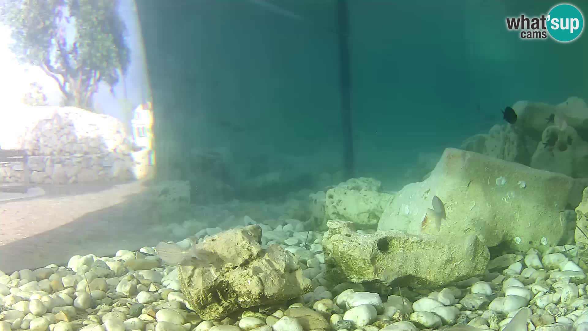 Zunanji morski akvarij Rogoznica spletna kamera Hrvaška