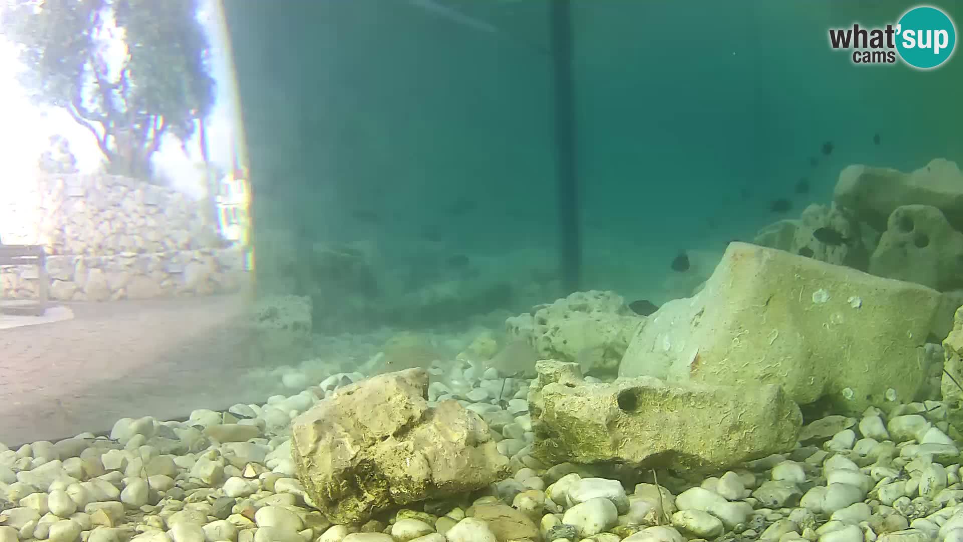Aquario marino esterno –  Rogoznica livecam Croazia