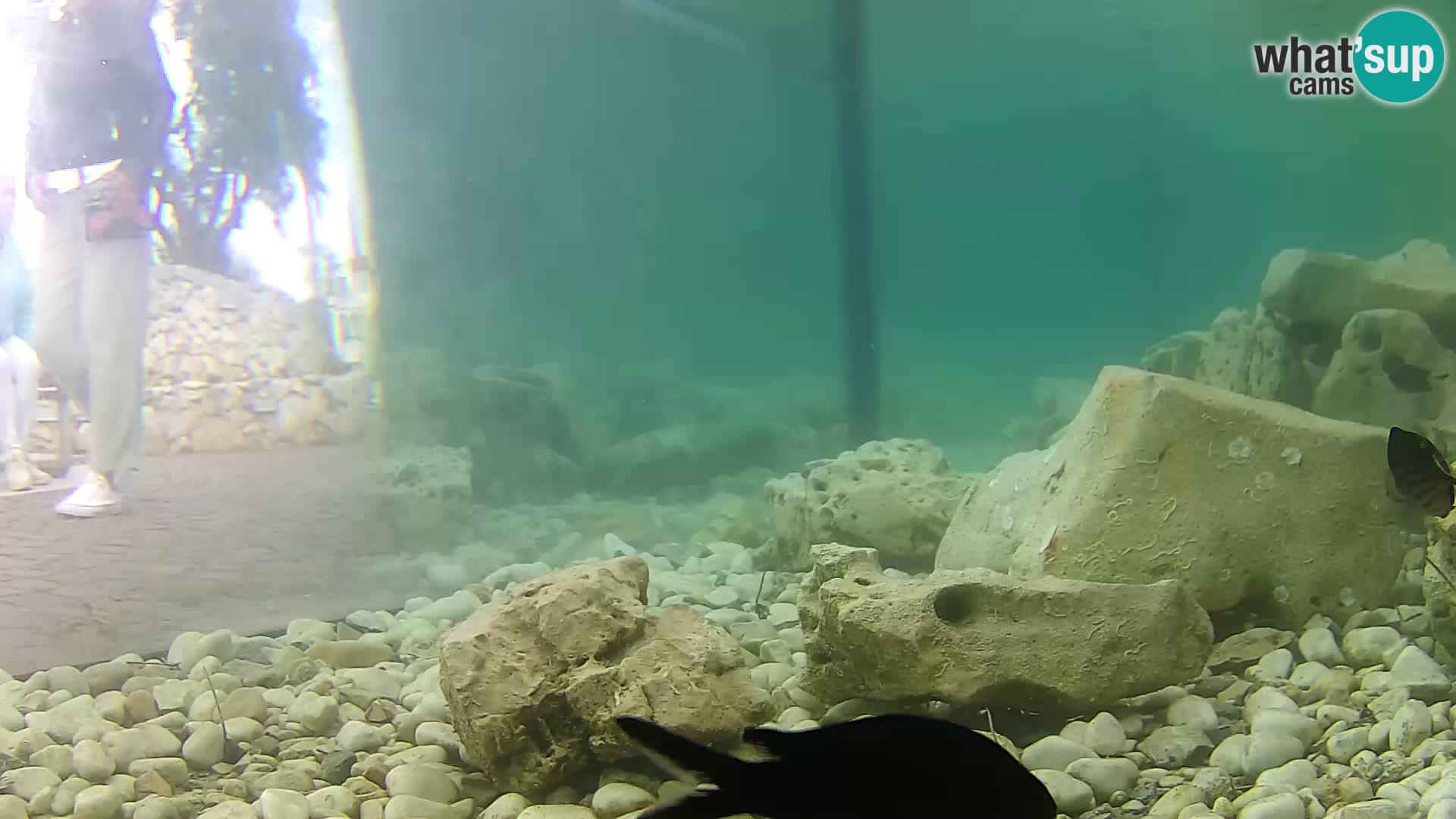 Acuario marino al aire libre Rogoznica webcam Croacia
