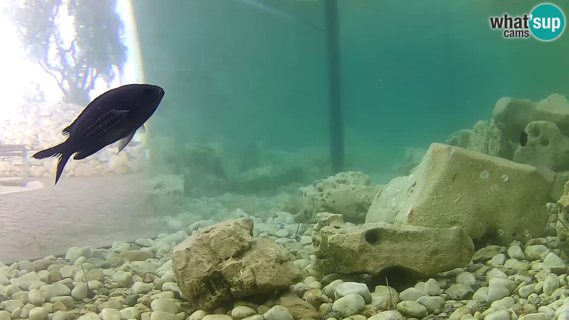 Marine Aquarium im Freien Rogoznica webcam Kroatien