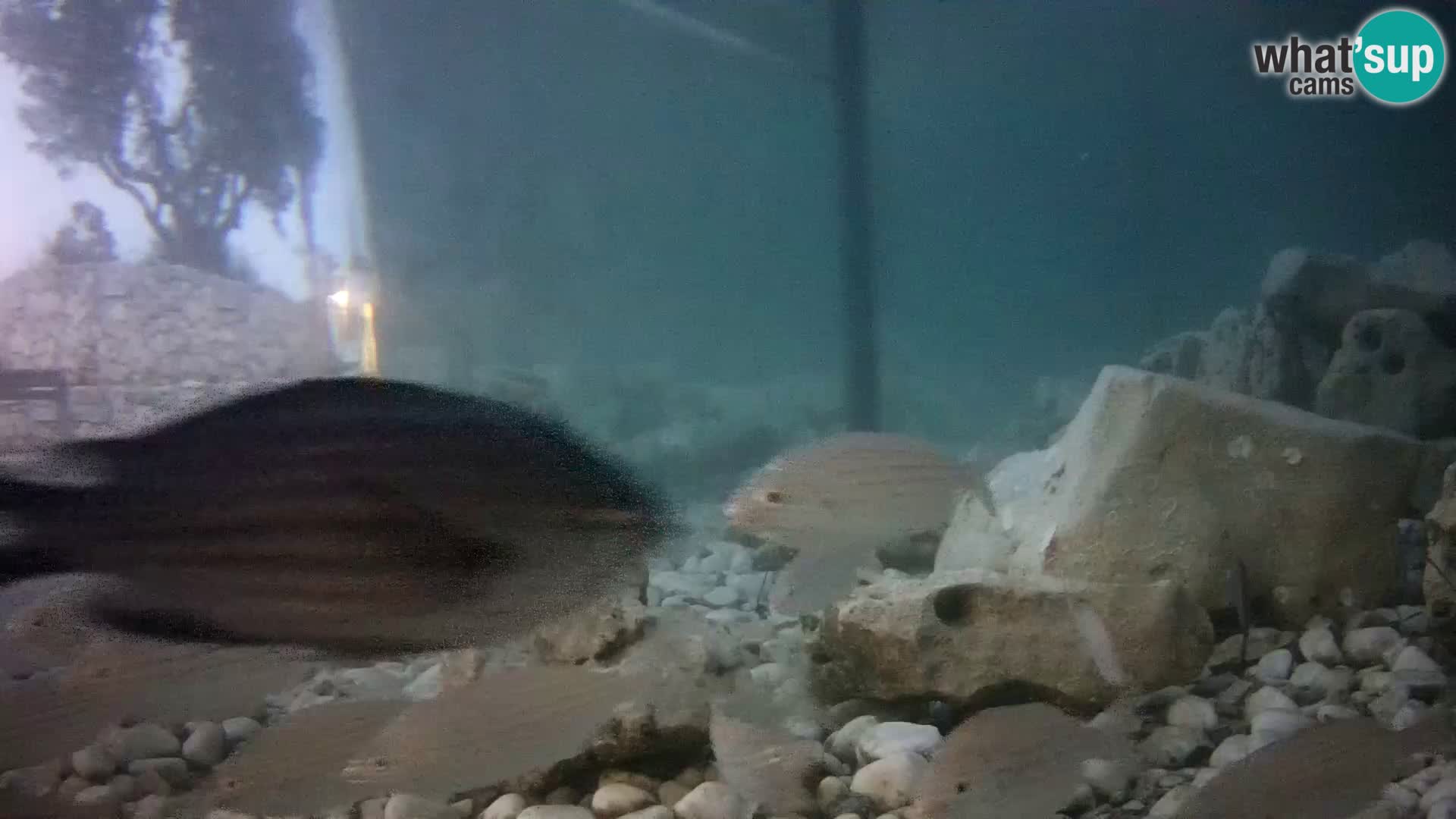 Outdoor Marine Aquarium Rogoznica webcam Croatia