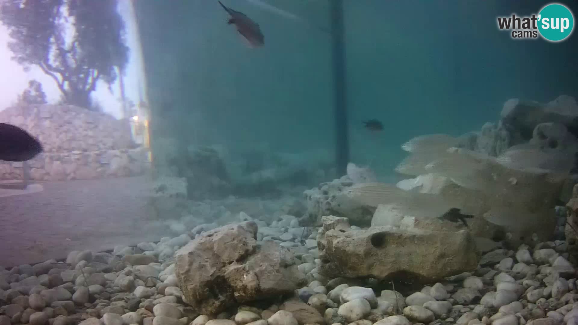Acuario marino al aire libre Rogoznica webcam Croacia
