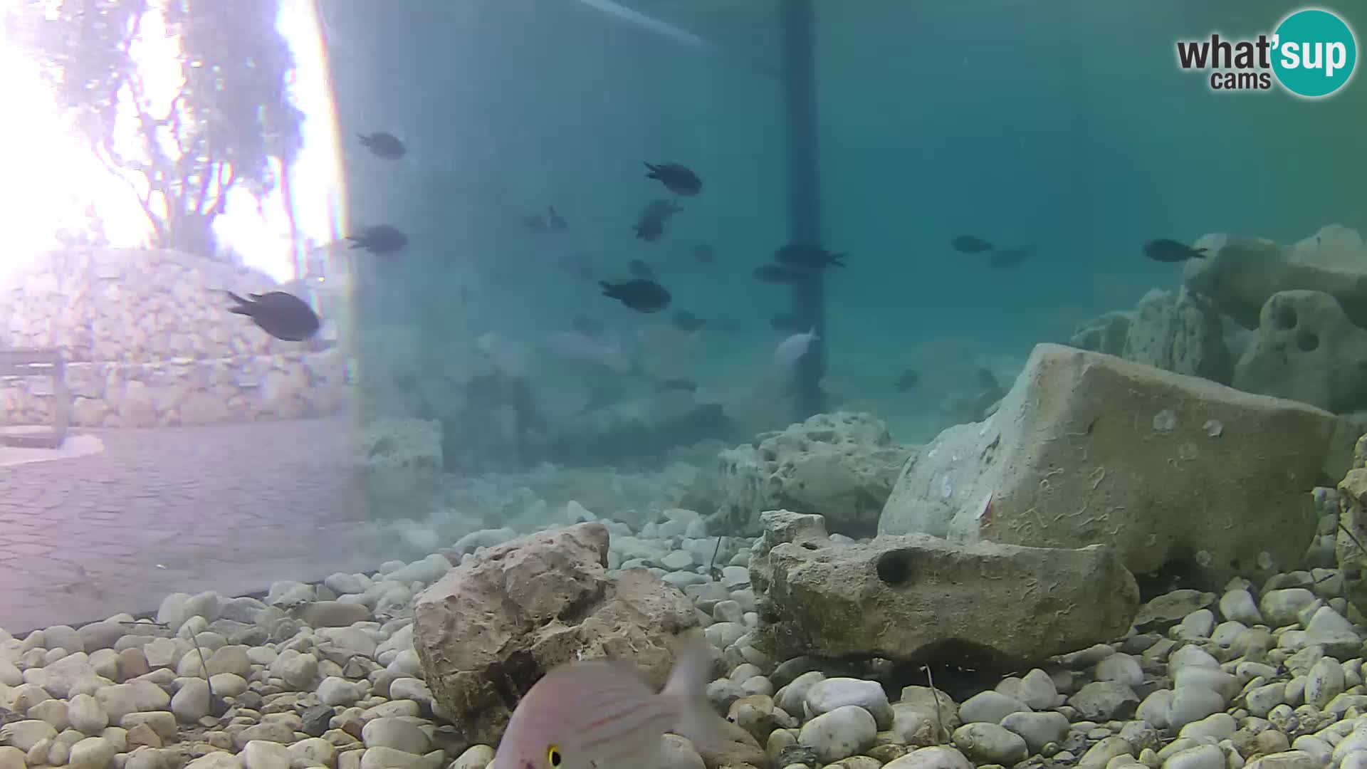 Webcam de l’aquarium marin extérieur de Rogoznica Croatie