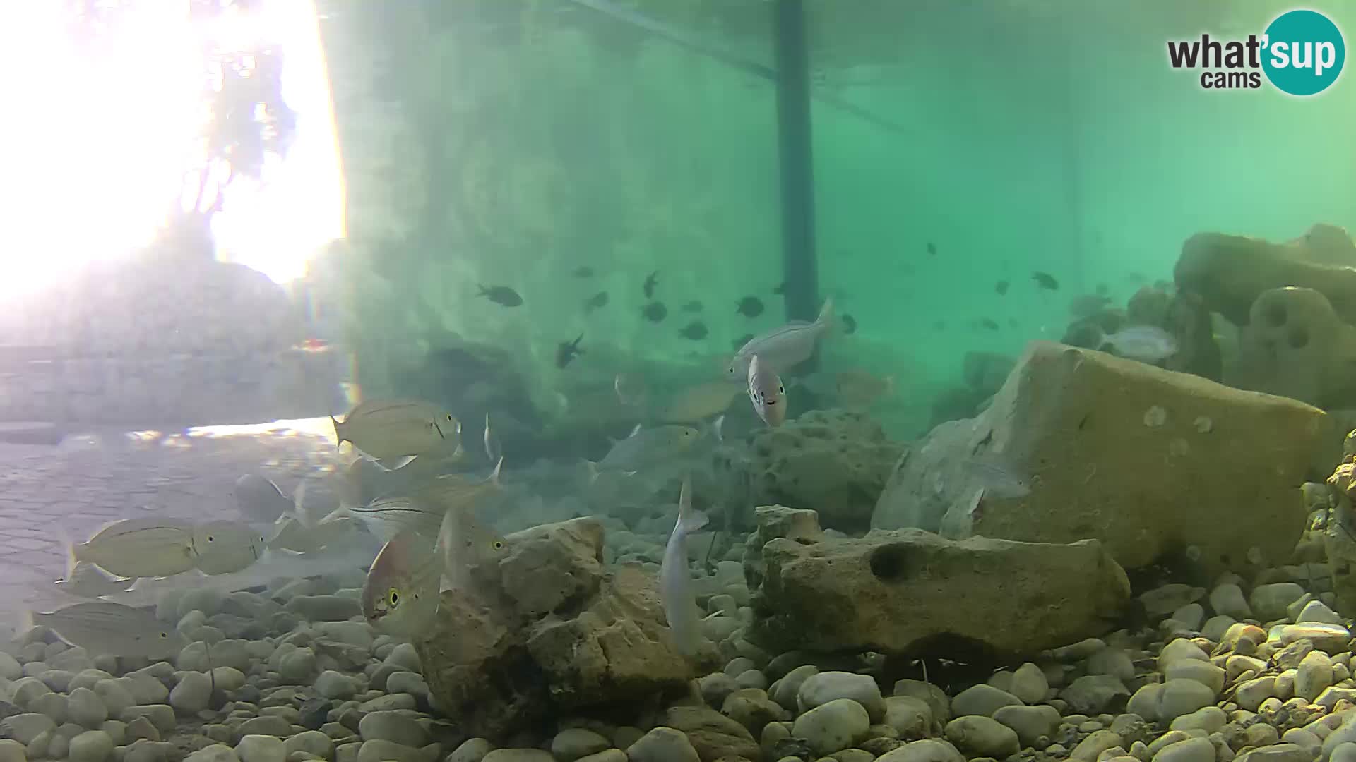 Marine Aquarium im Freien Rogoznica webcam Kroatien