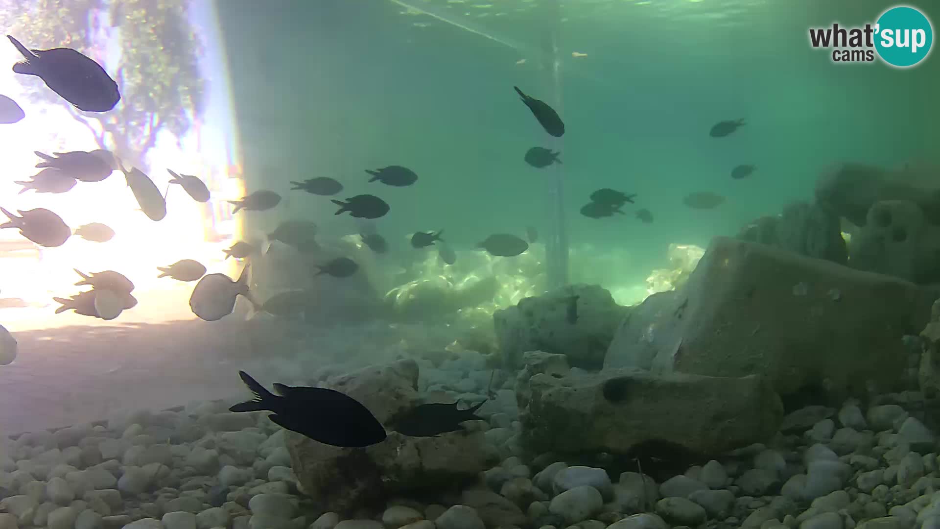 Webcam de l’aquarium marin extérieur de Rogoznica Croatie