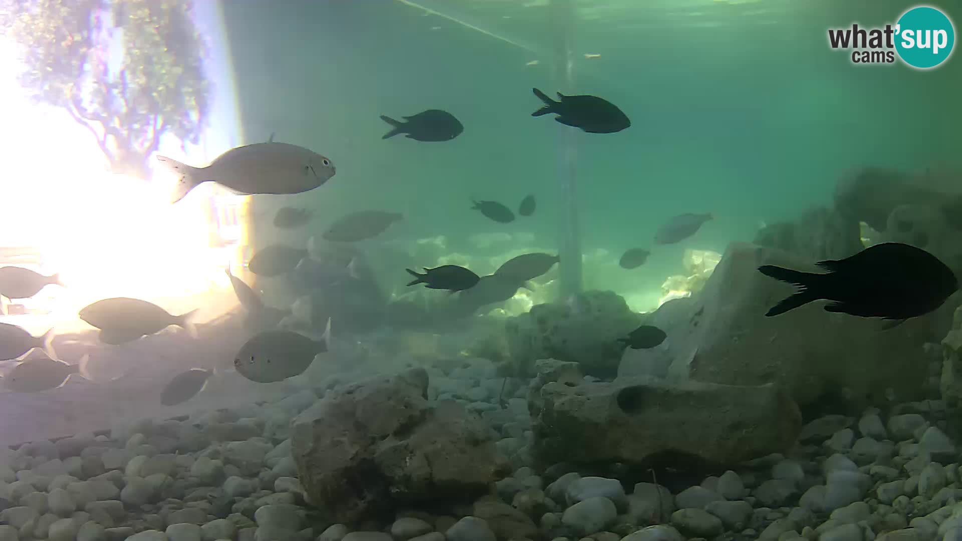 Acuario marino al aire libre Rogoznica webcam Croacia