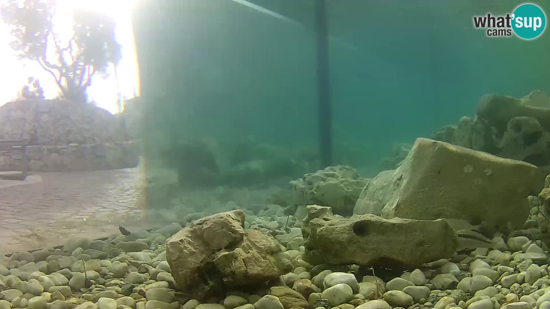 Zunanji morski akvarij Rogoznica spletna kamera Hrvaška