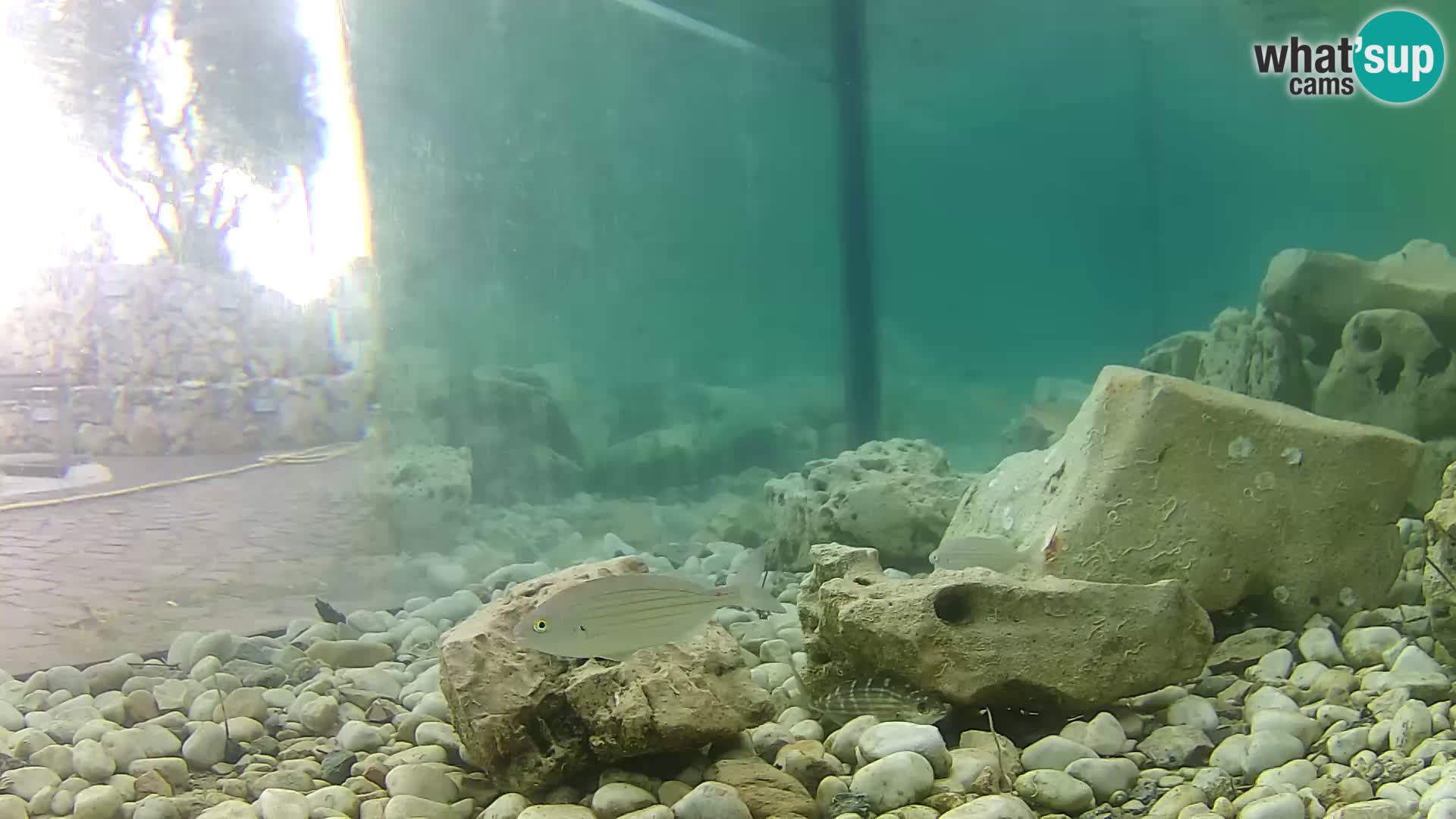 Acuario marino al aire libre Rogoznica webcam Croacia