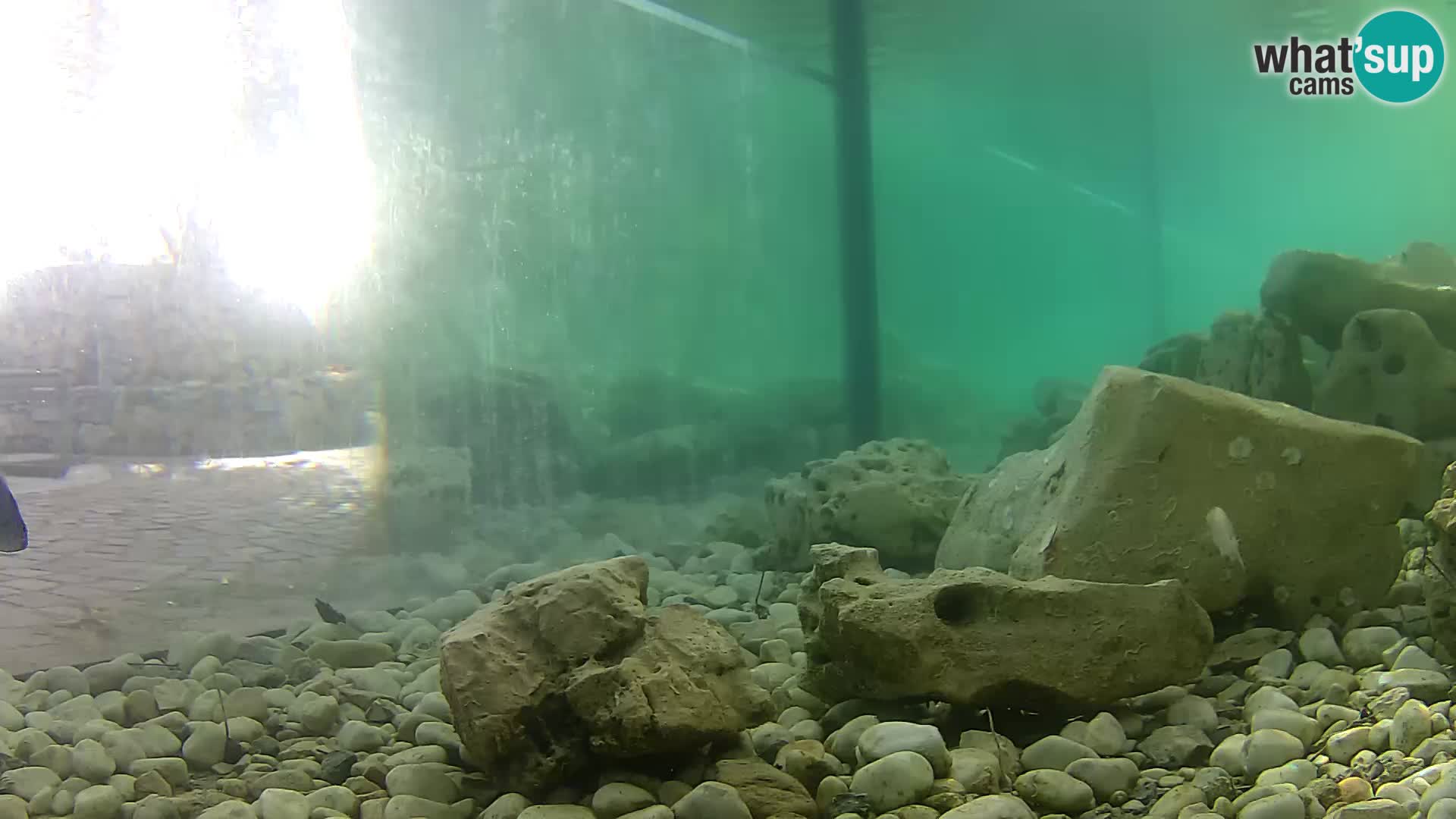 Zunanji morski akvarij Rogoznica spletna kamera Hrvaška
