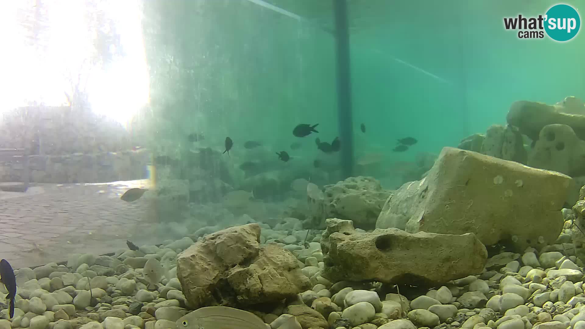 Webcam de l’aquarium marin extérieur de Rogoznica Croatie