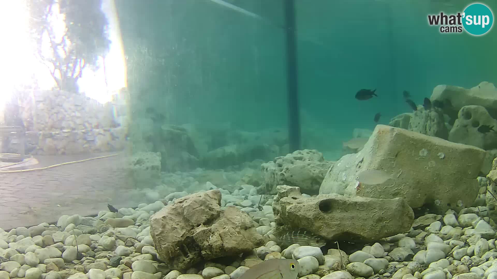 Marine Aquarium im Freien Rogoznica webcam Kroatien