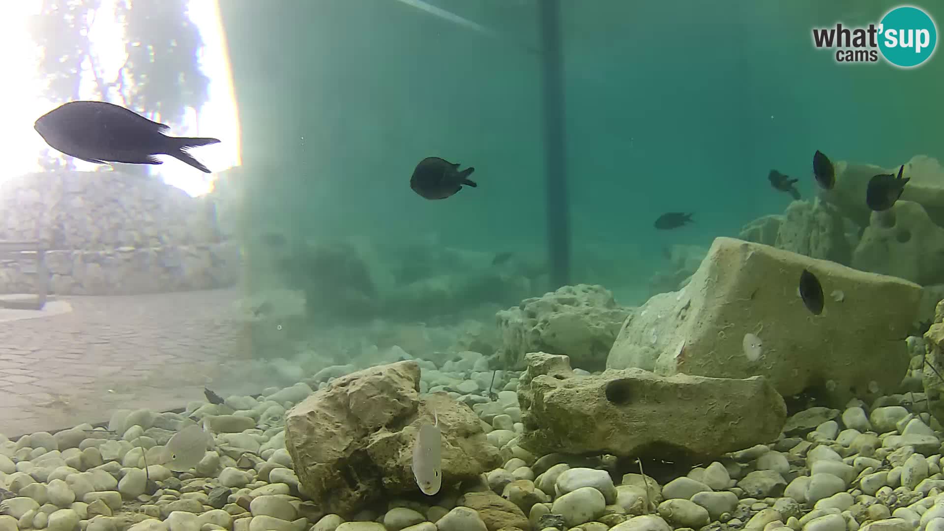 Outdoor Marine Aquarium Rogoznica webcam Croatia