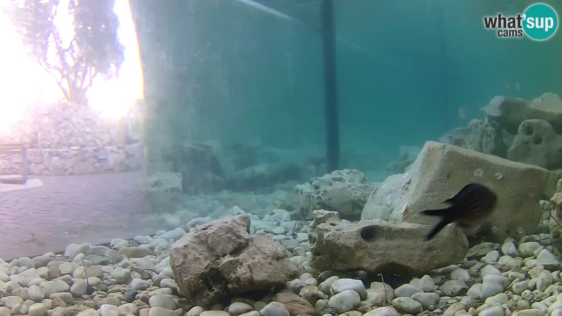 Acuario marino al aire libre Rogoznica webcam Croacia
