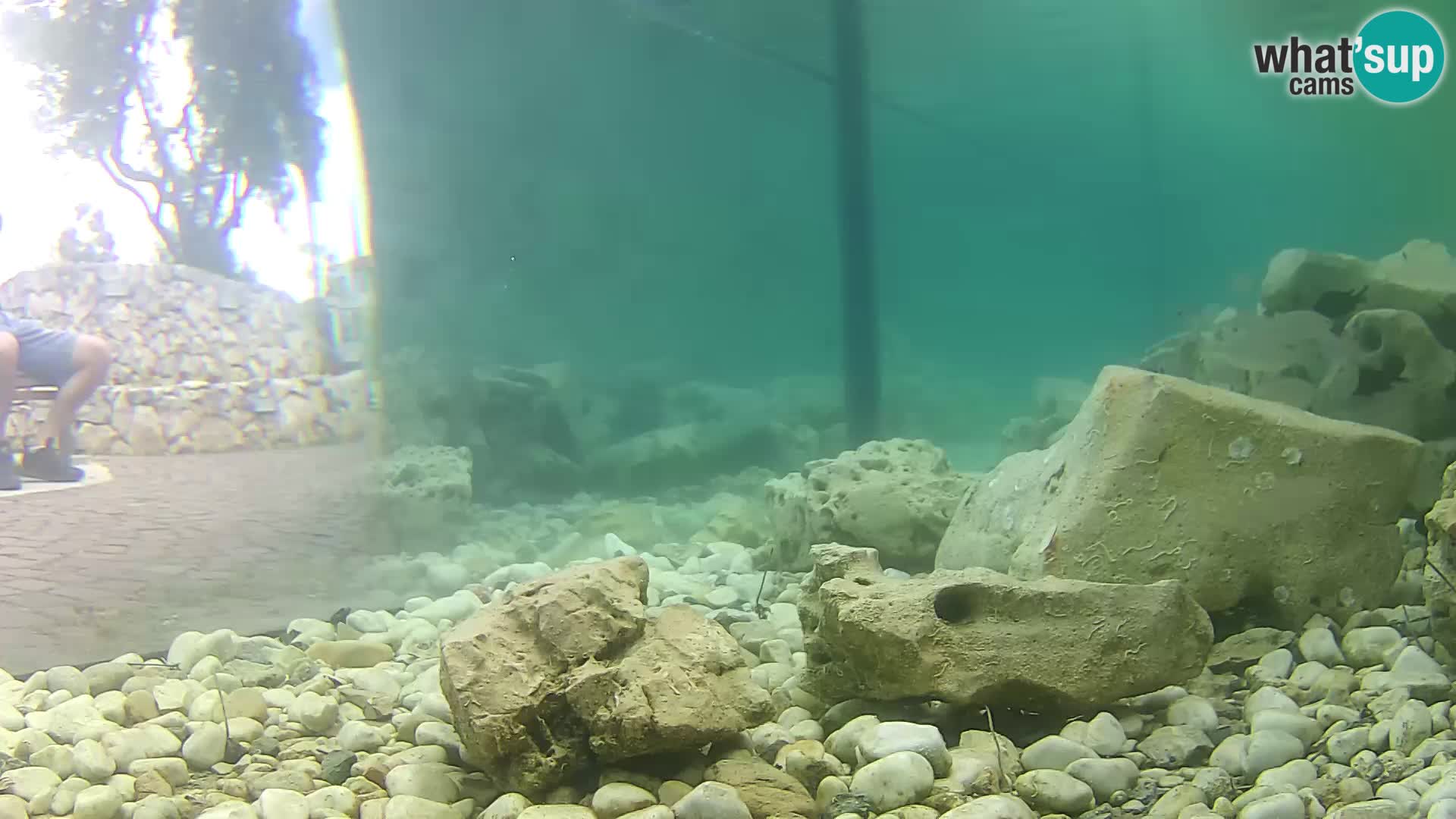 Aquario marino esterno –  Rogoznica livecam Croazia