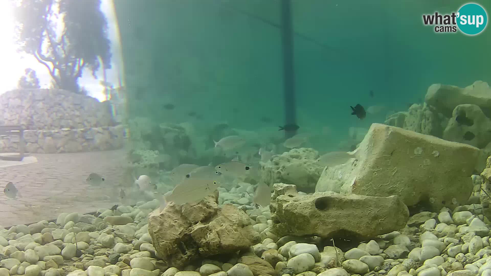 Marine Aquarium im Freien Rogoznica webcam Kroatien