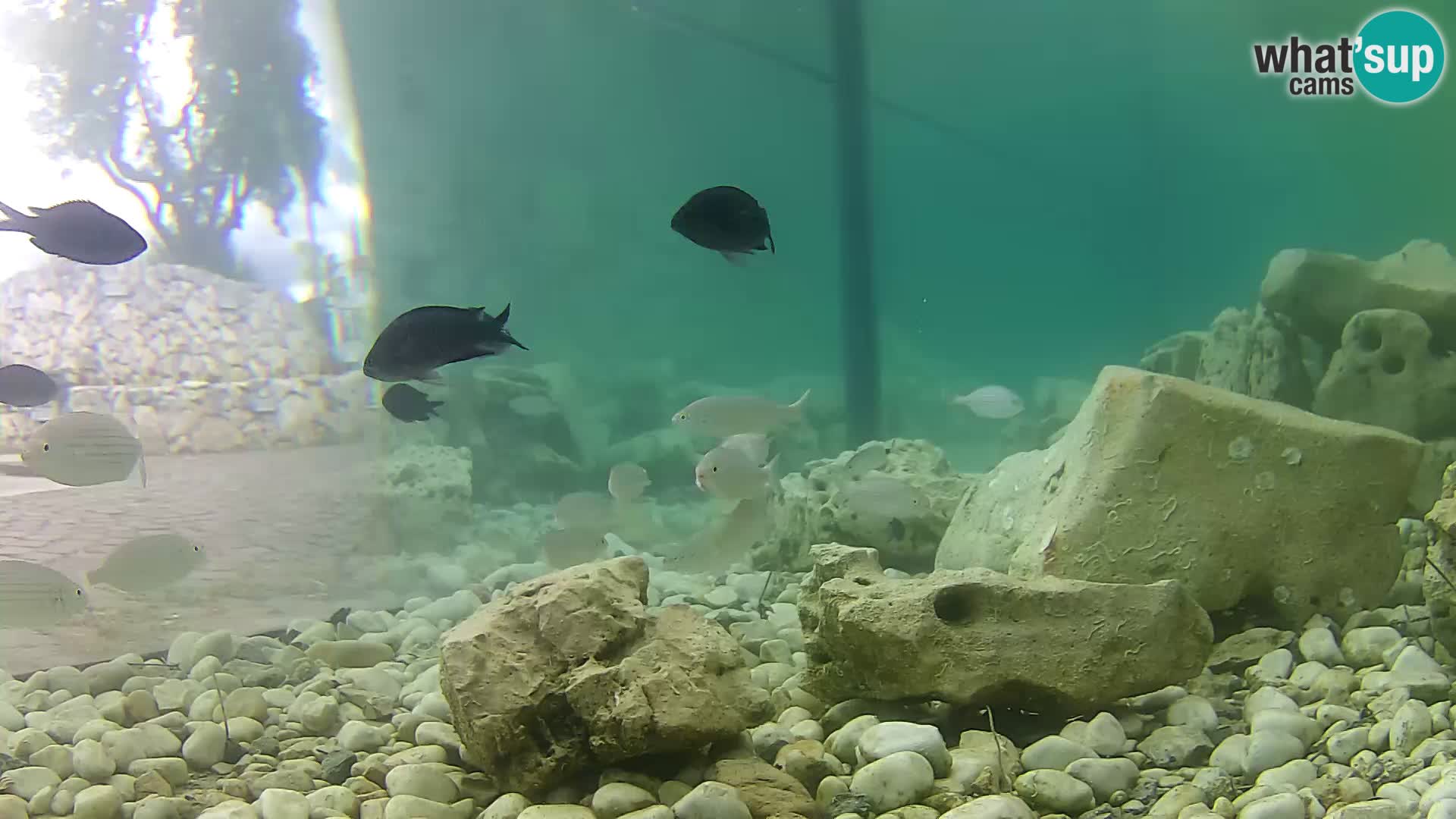 Marine Aquarium im Freien Rogoznica webcam Kroatien