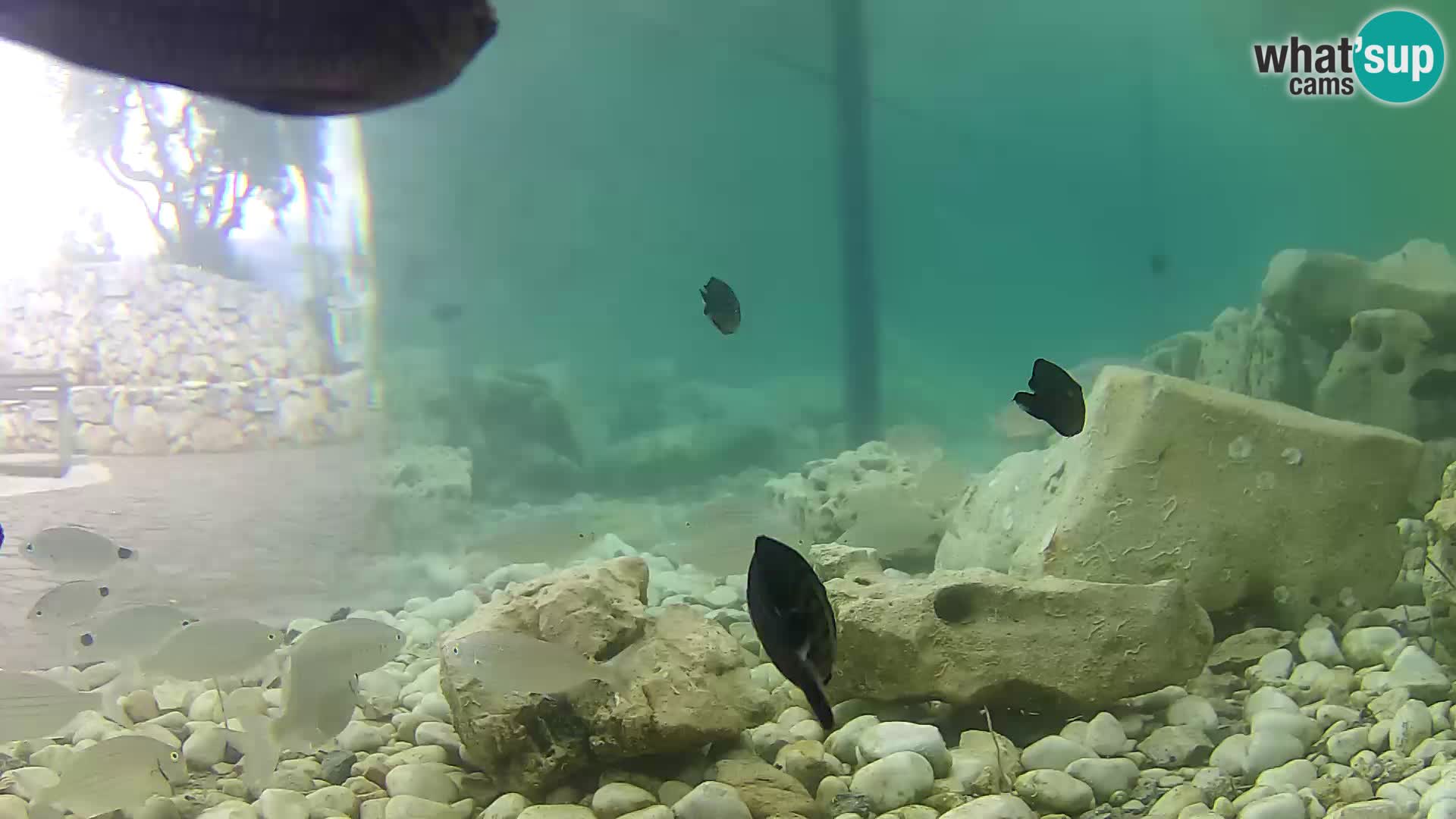 Aquario marino esterno –  Rogoznica livecam Croazia