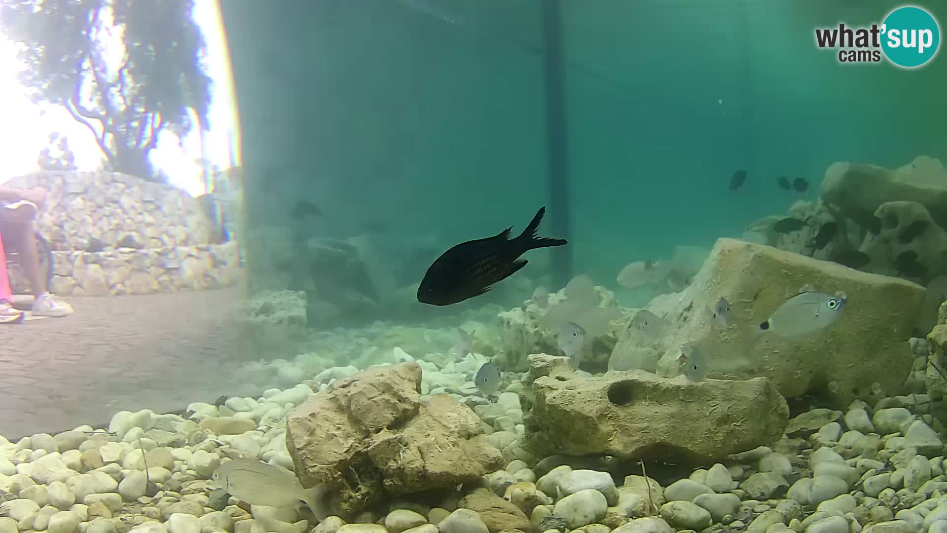 Outdoor Marine Aquarium Rogoznica webcam Croatia