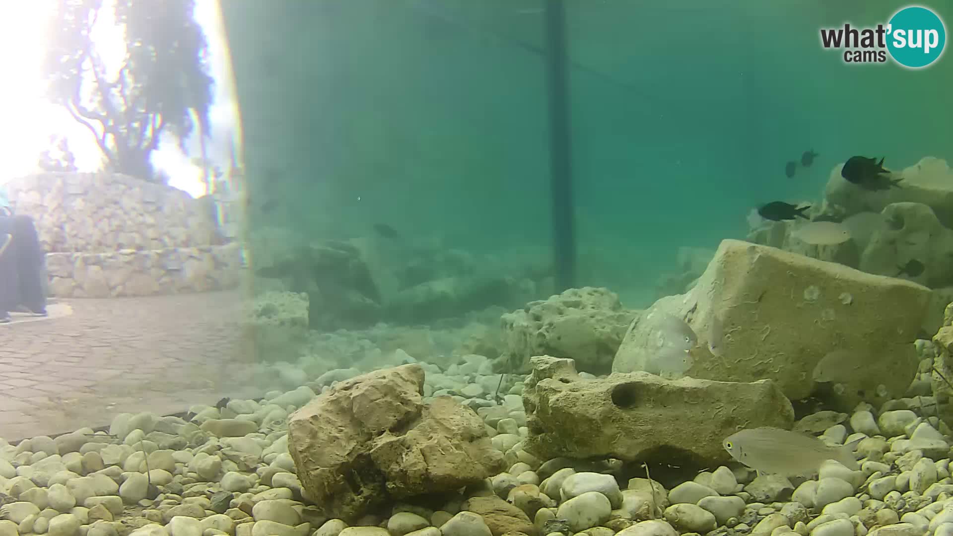 Aquario marino esterno –  Rogoznica livecam Croazia