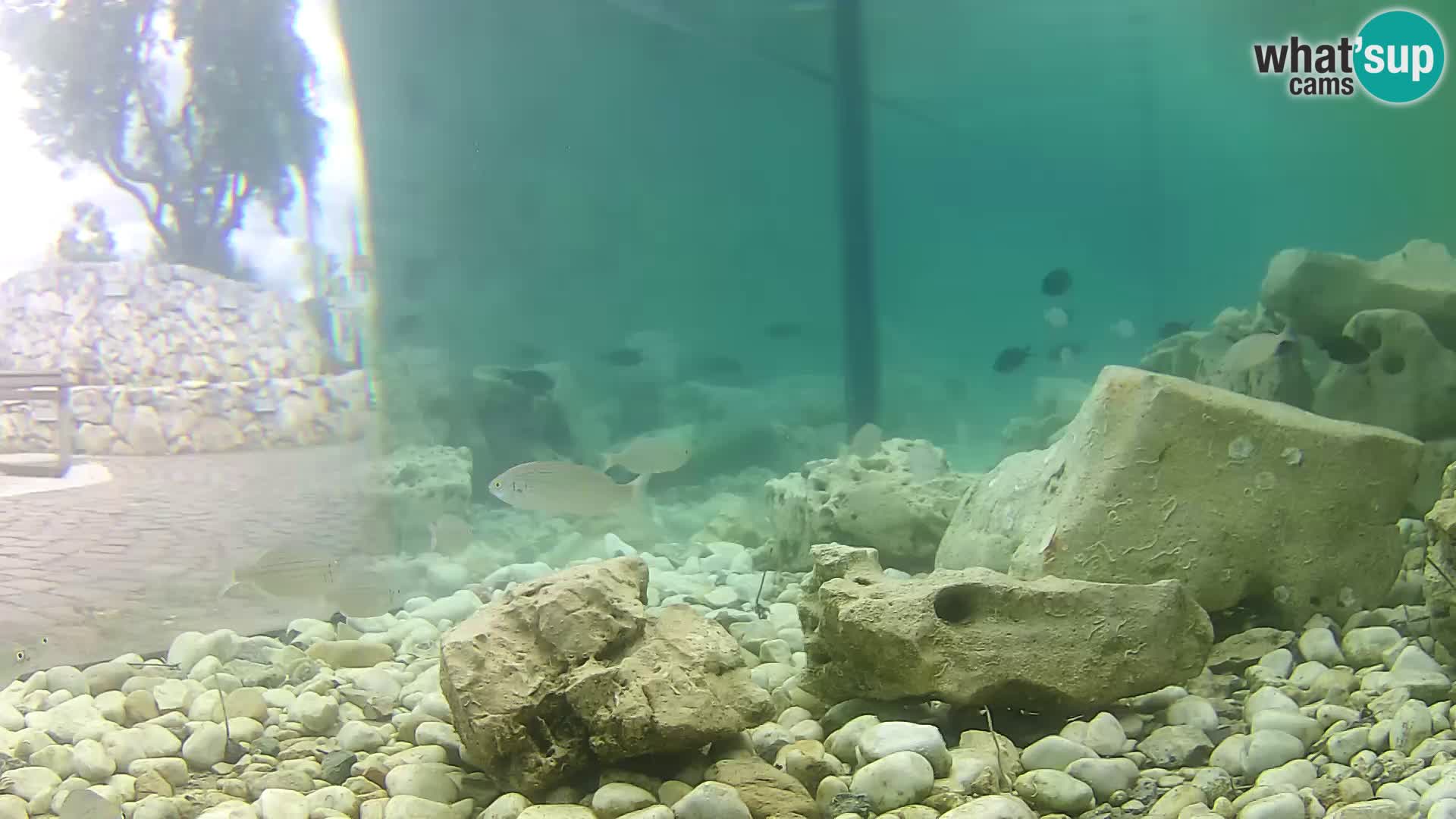 Acuario marino al aire libre Rogoznica webcam Croacia