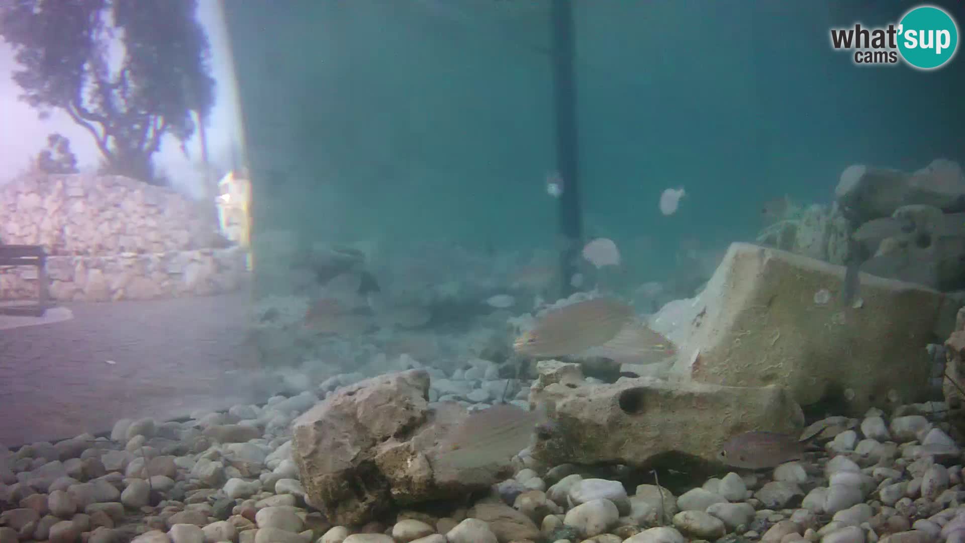 Webcam de l’aquarium marin extérieur de Rogoznica Croatie