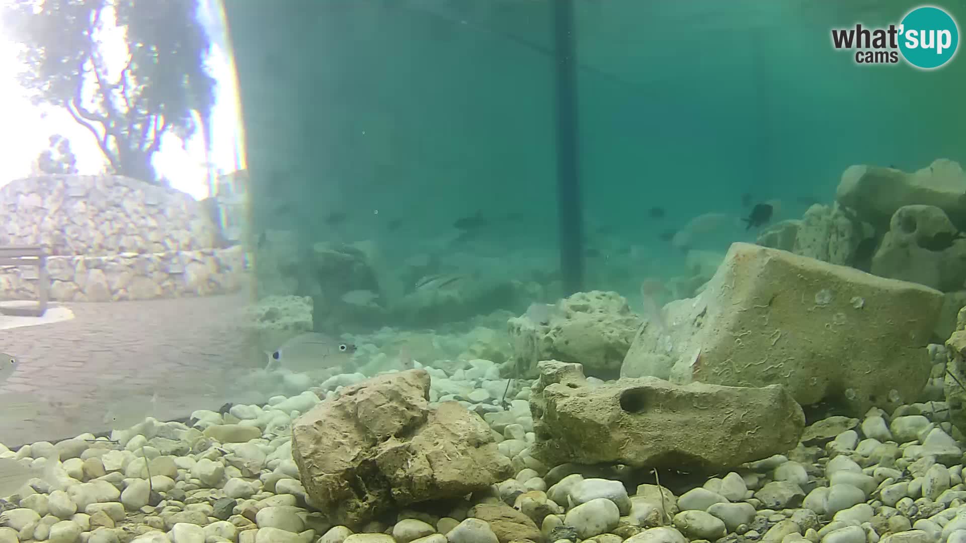 Outdoor Marine Aquarium Rogoznica webcam Croatia
