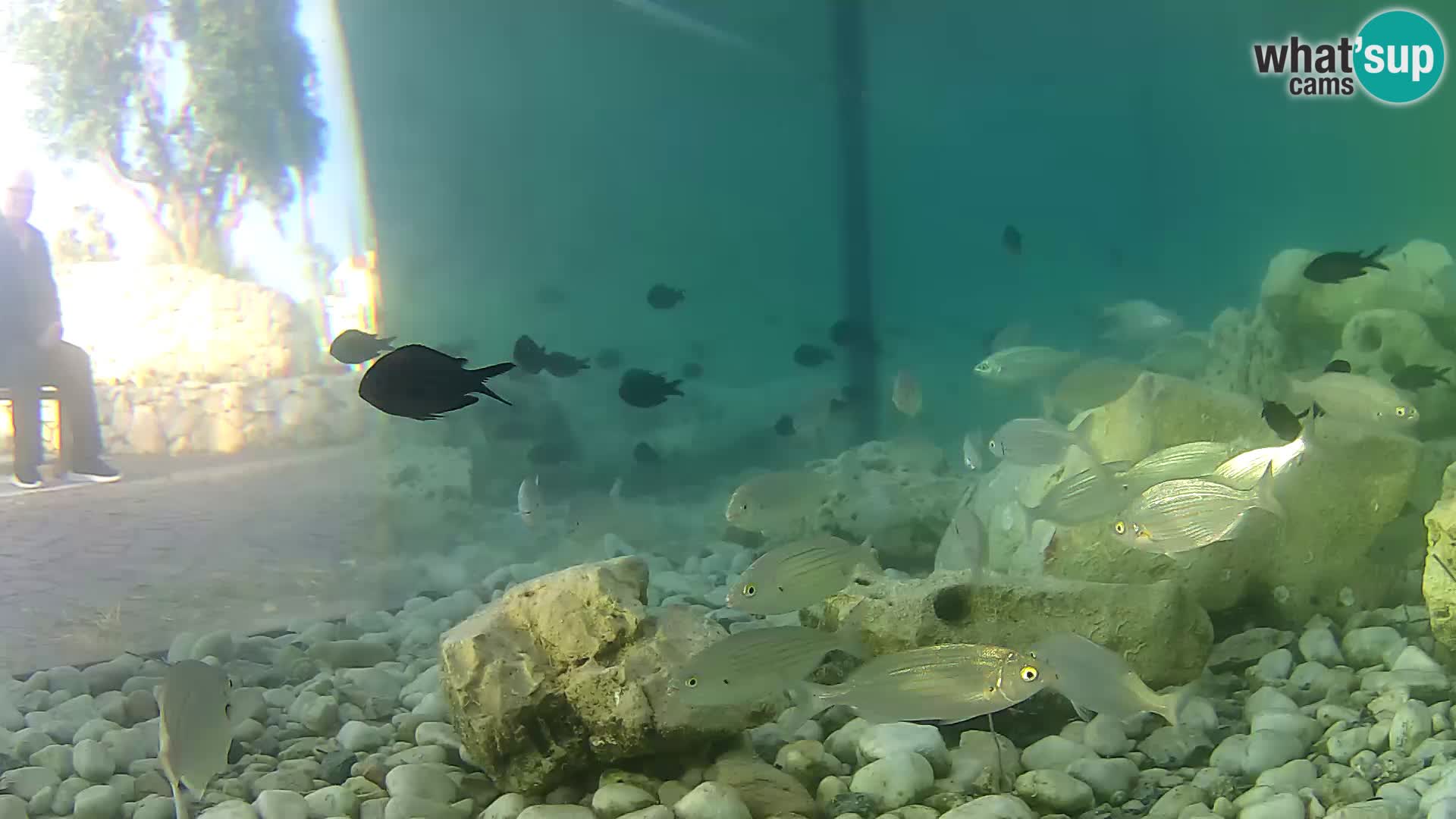 Aquario marino esterno –  Rogoznica livecam Croazia