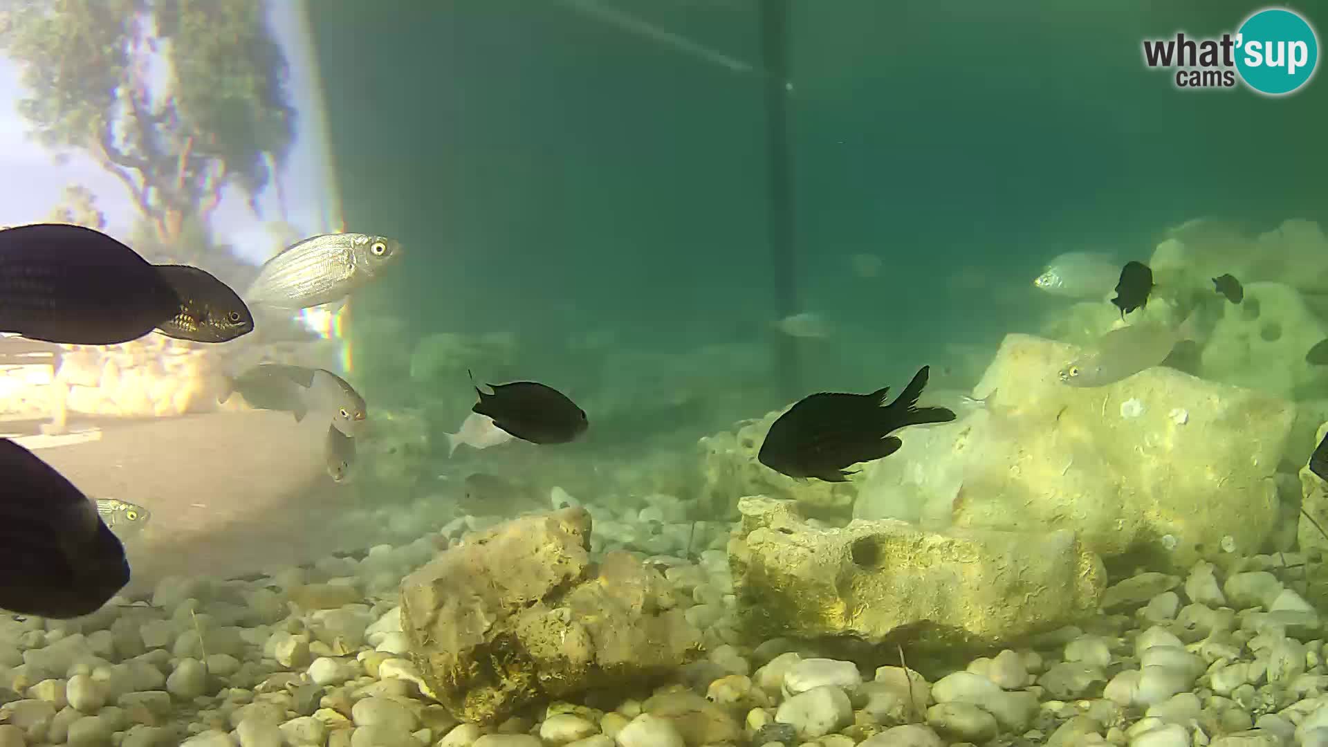 Unterwasserkamera Brijuni – Čamčarnica