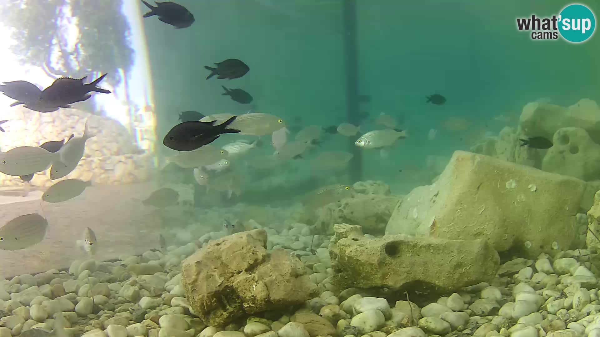 Aquario marino esterno –  Rogoznica livecam Croazia