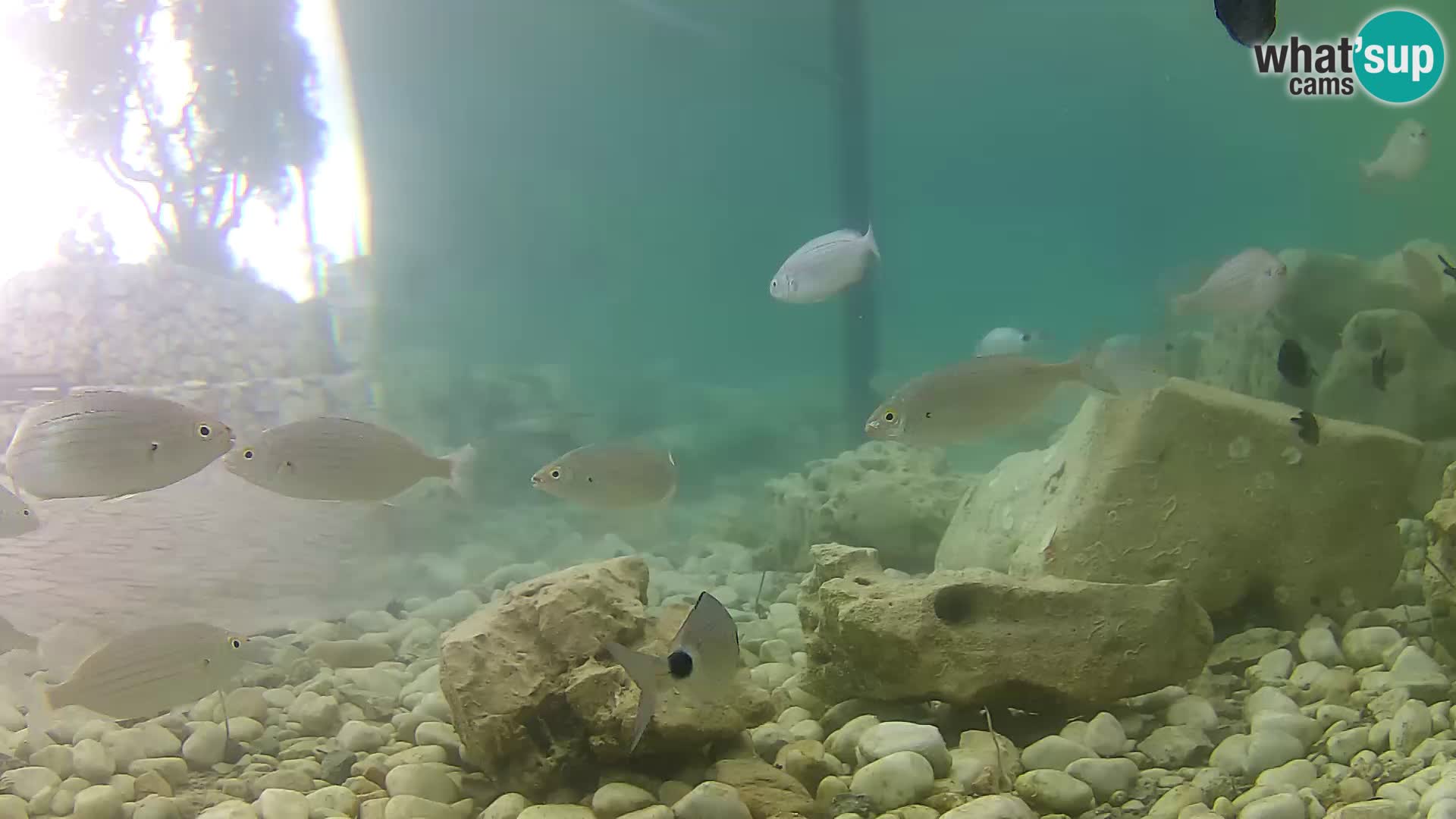 Aquario marino esterno –  Rogoznica livecam Croazia
