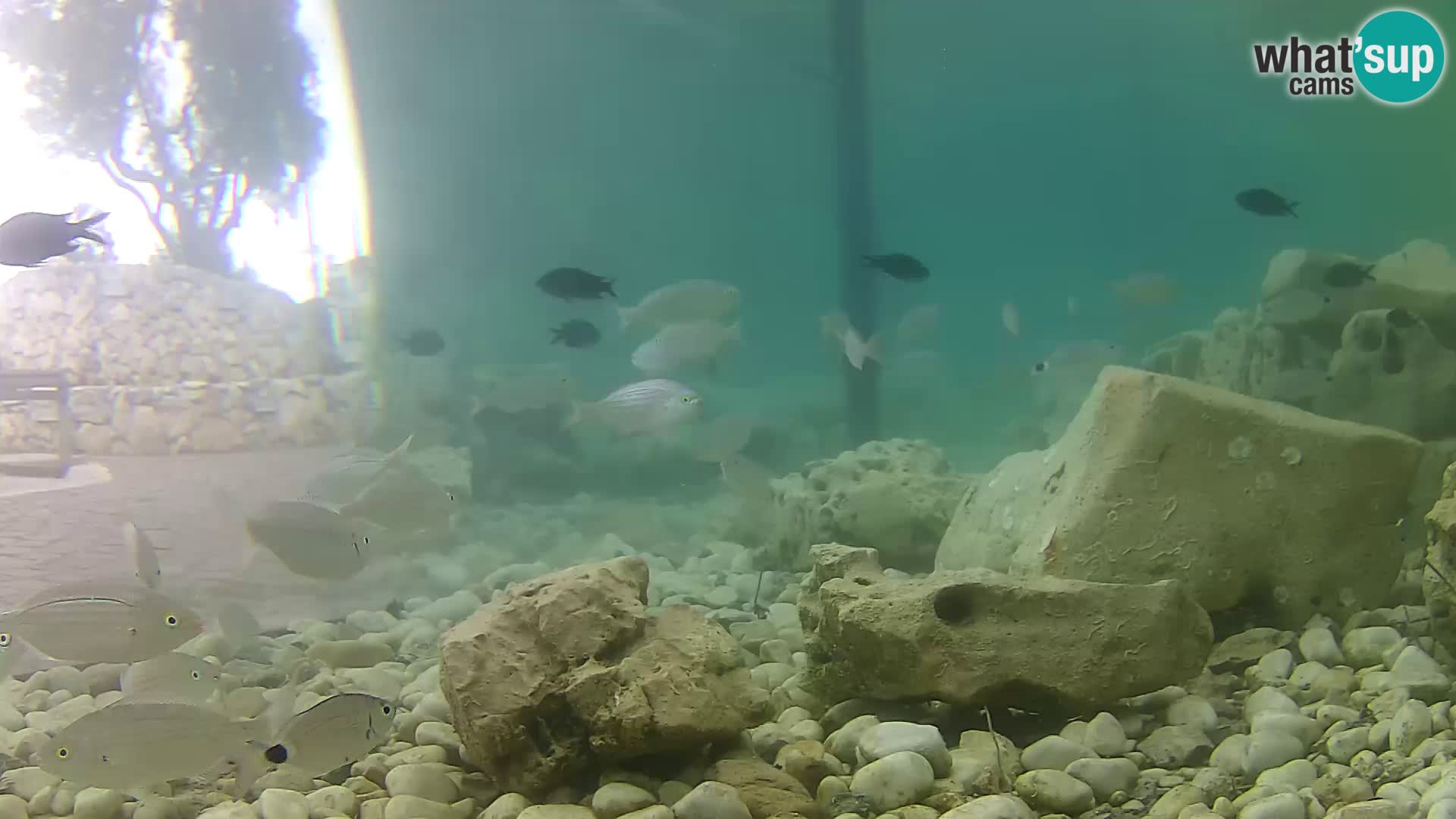 Outdoor Marine Aquarium Rogoznica webcam Croatia
