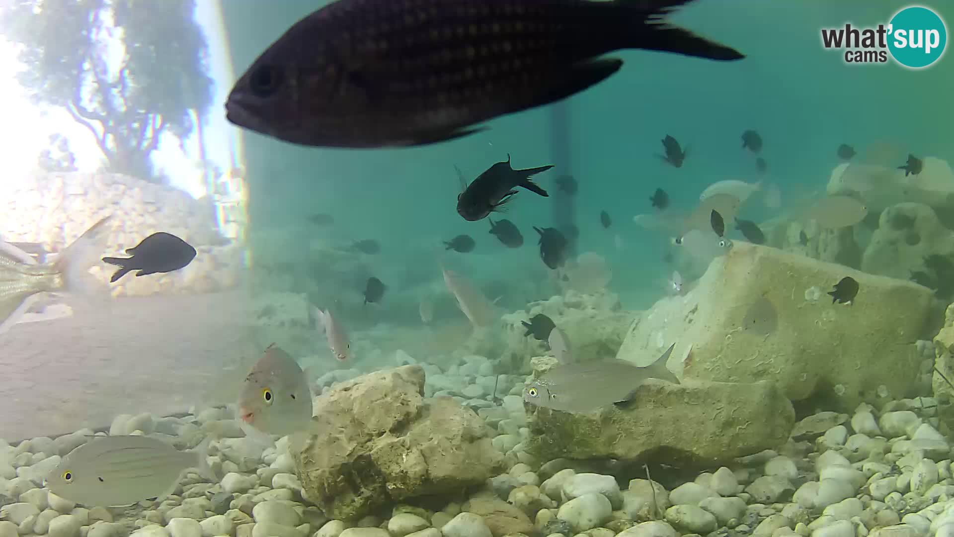 Marine Aquarium im Freien Rogoznica webcam Kroatien