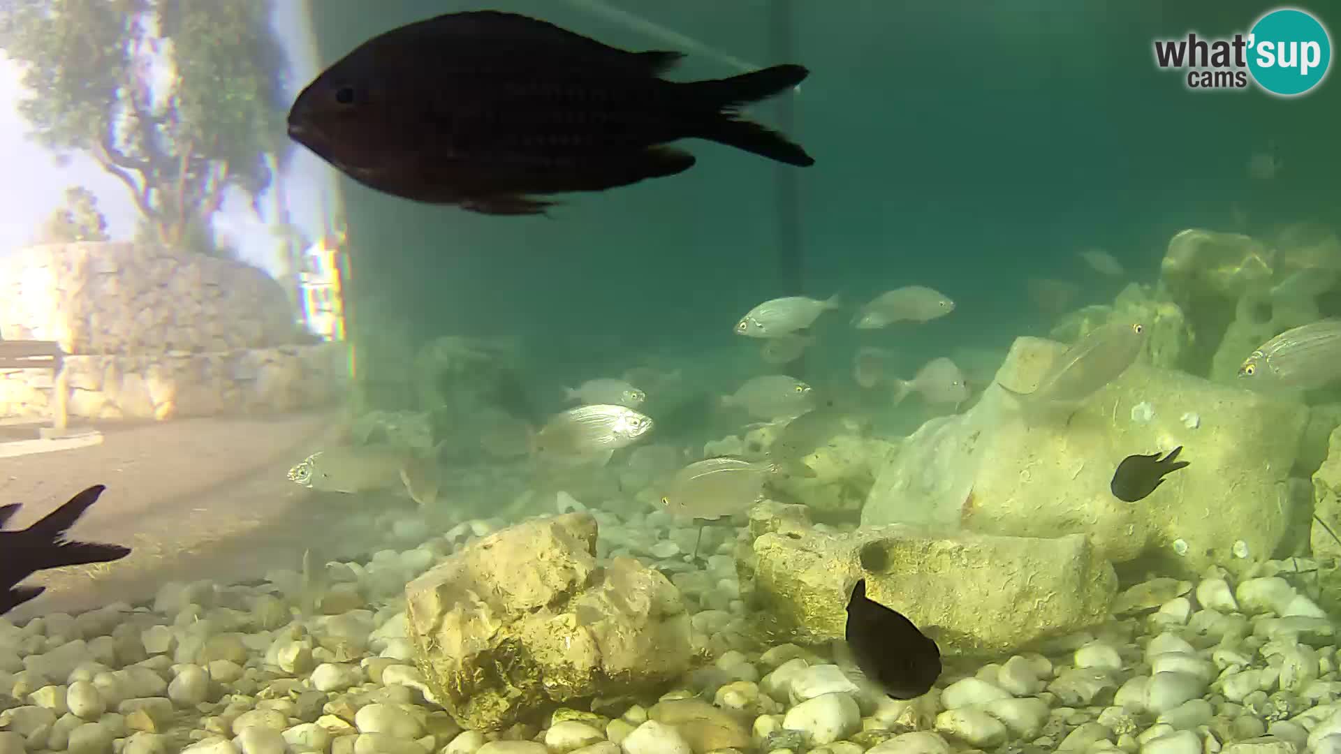 Outdoor Marine Aquarium Rogoznica webcam Croatia