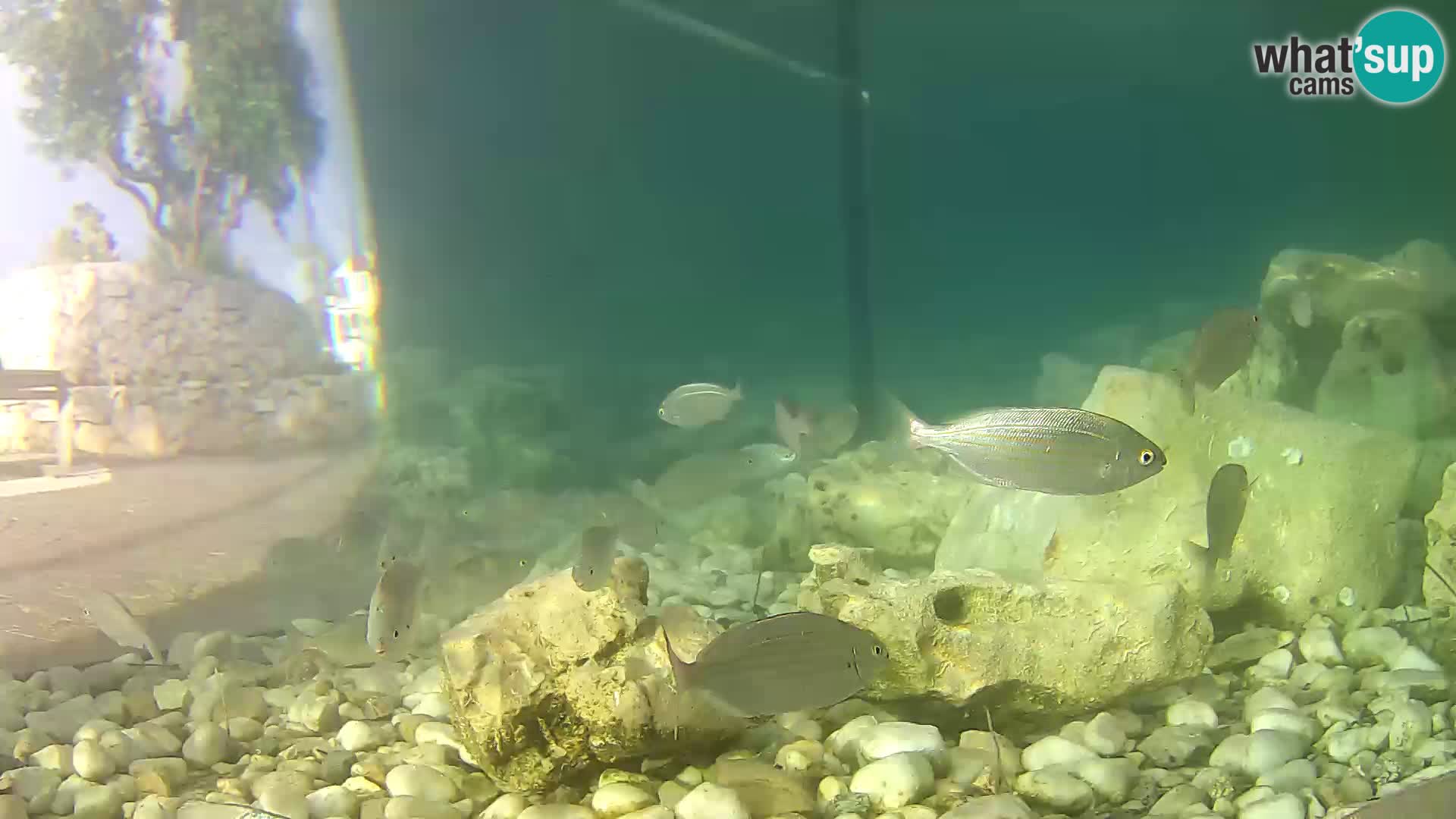 Aquario marino esterno –  Rogoznica livecam Croazia