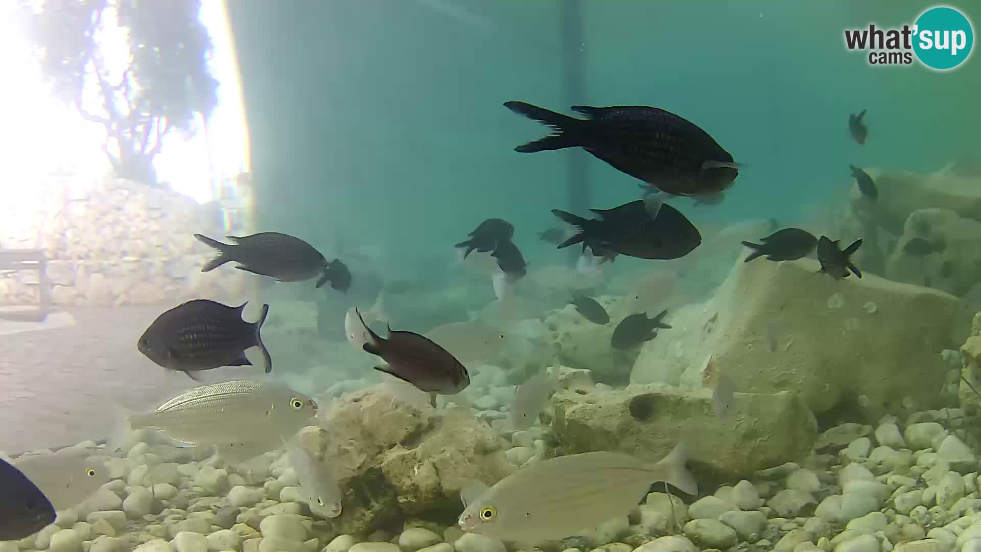 Aquario marino esterno –  Rogoznica livecam Croazia