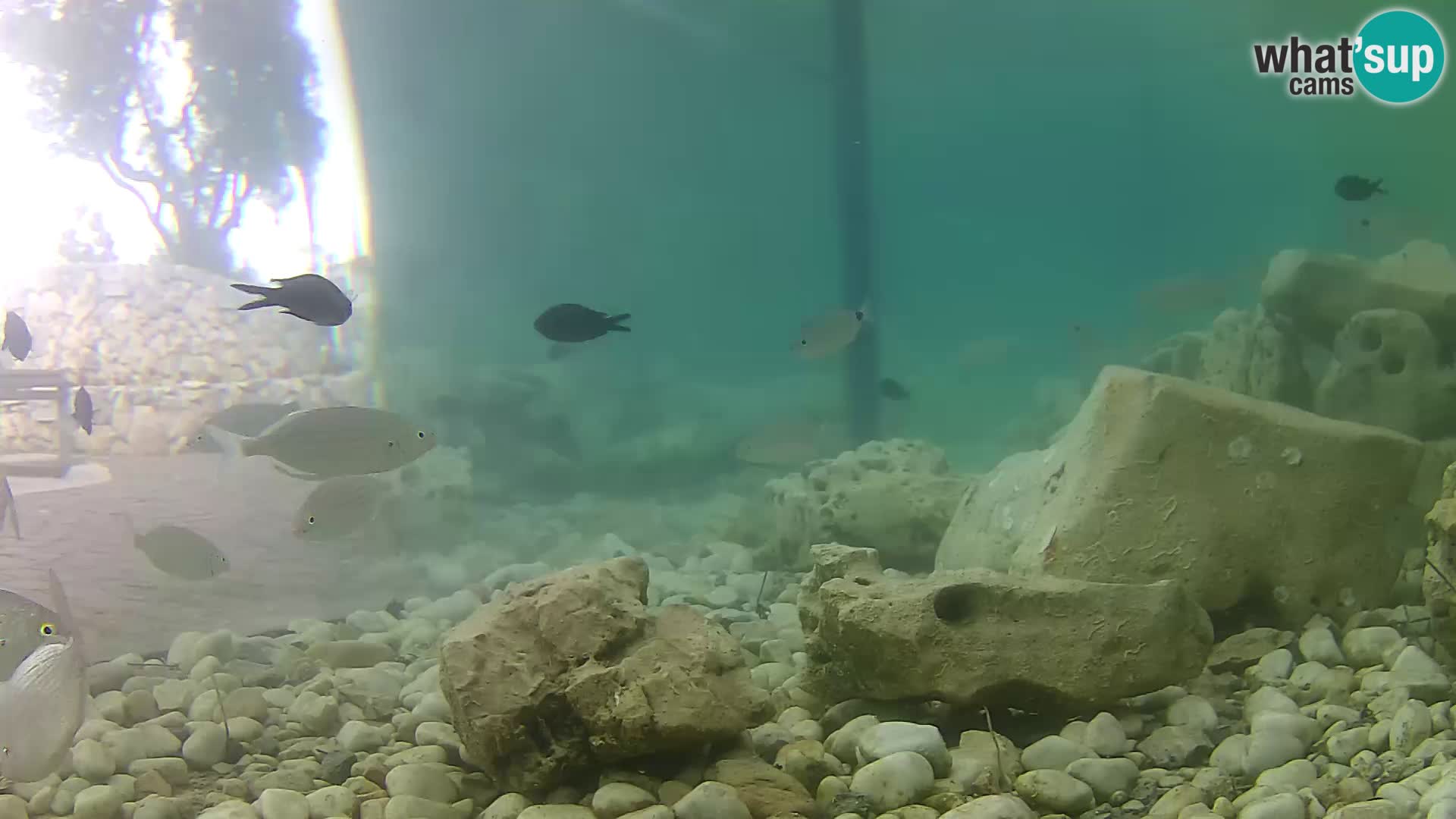 Aquario marino esterno –  Rogoznica livecam Croazia